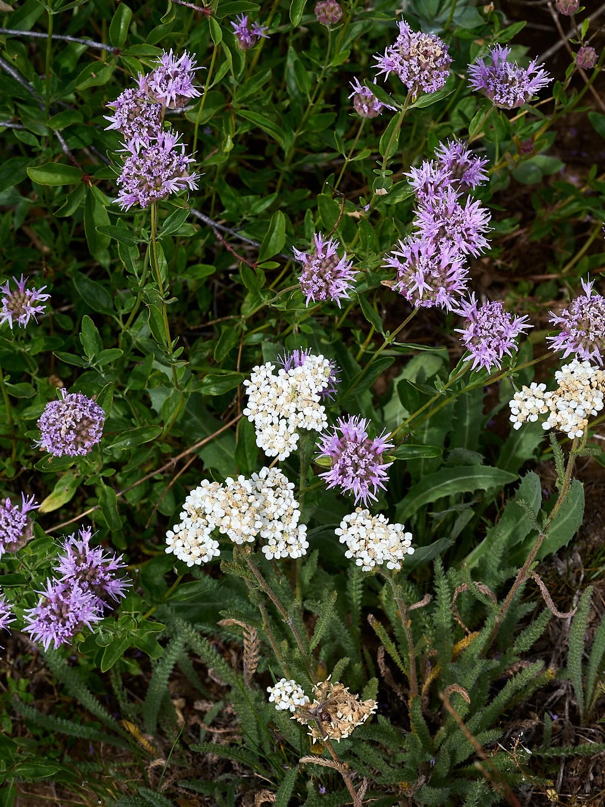 Coyote mint &amp; yarrow