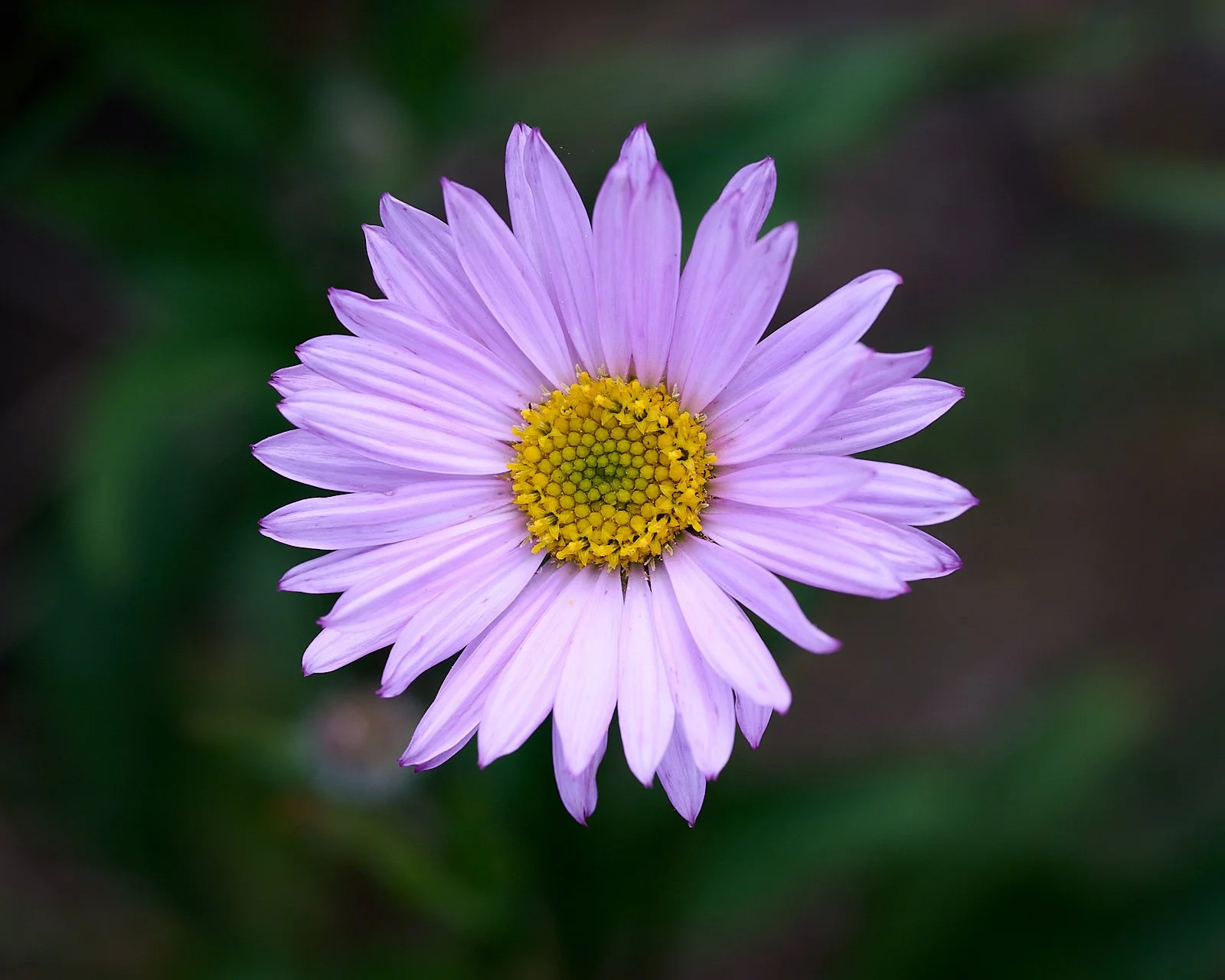 Aster spp.