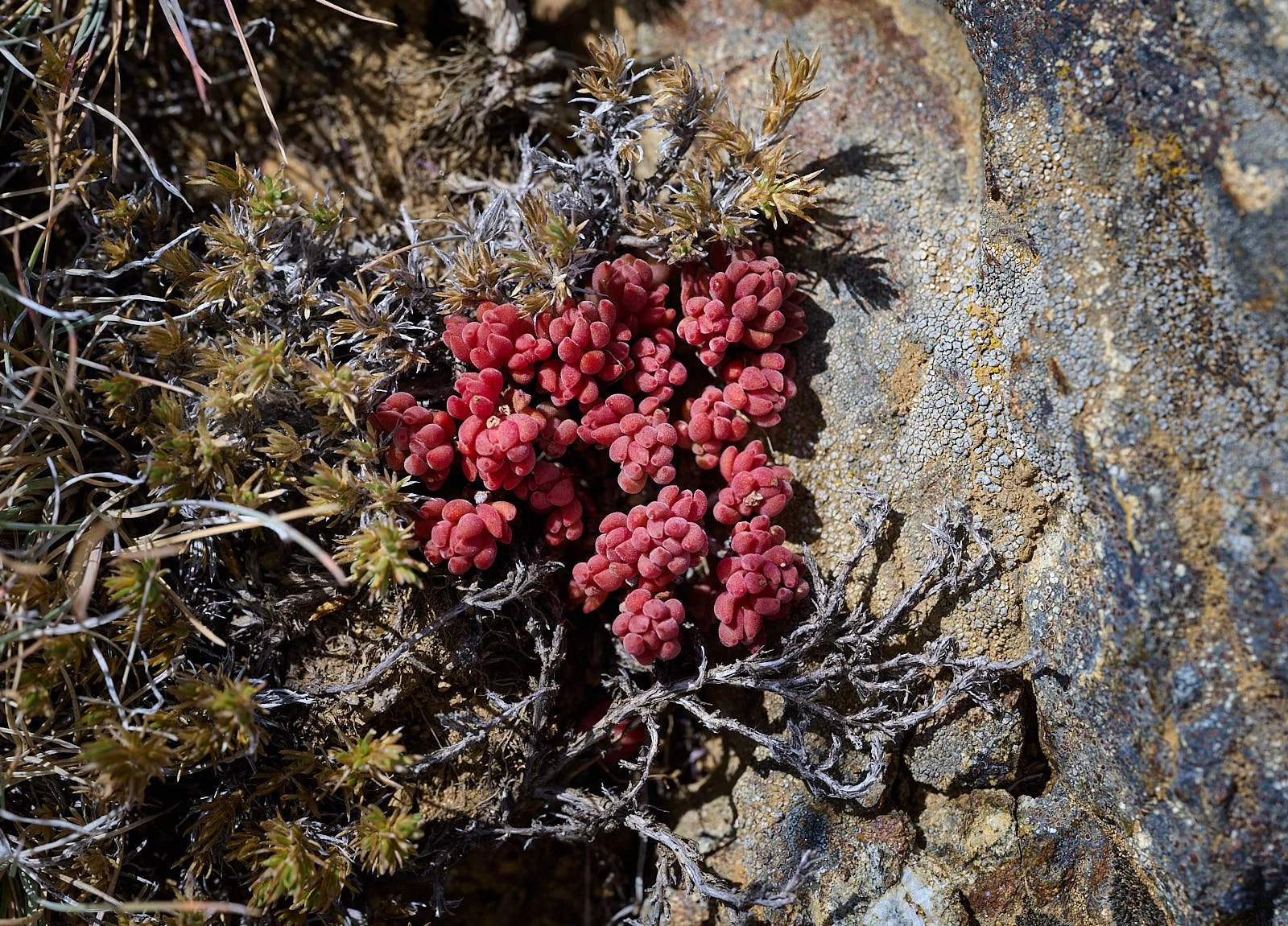 Sedum spp.