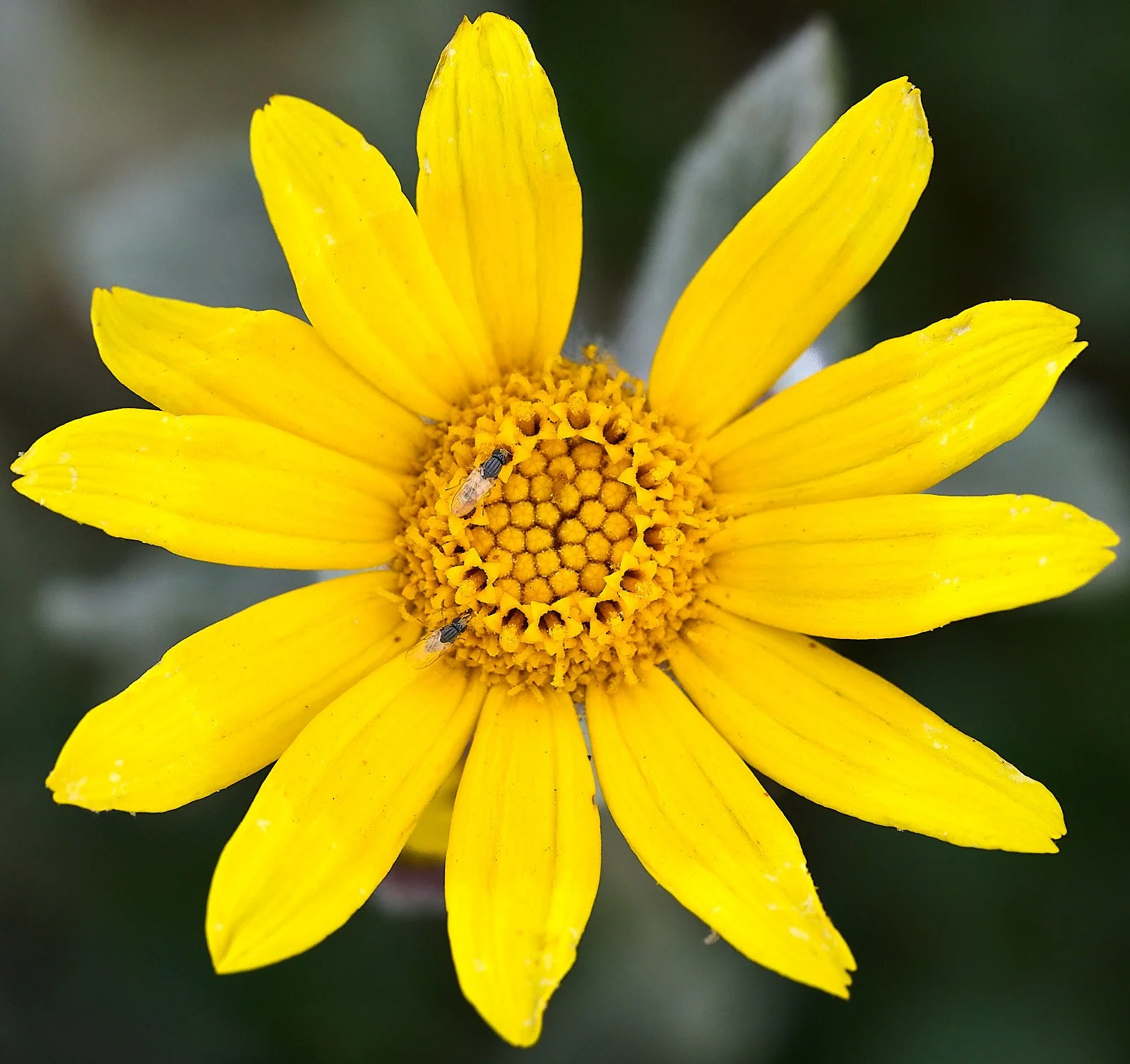 Eryophyllum lanatum &amp; flies