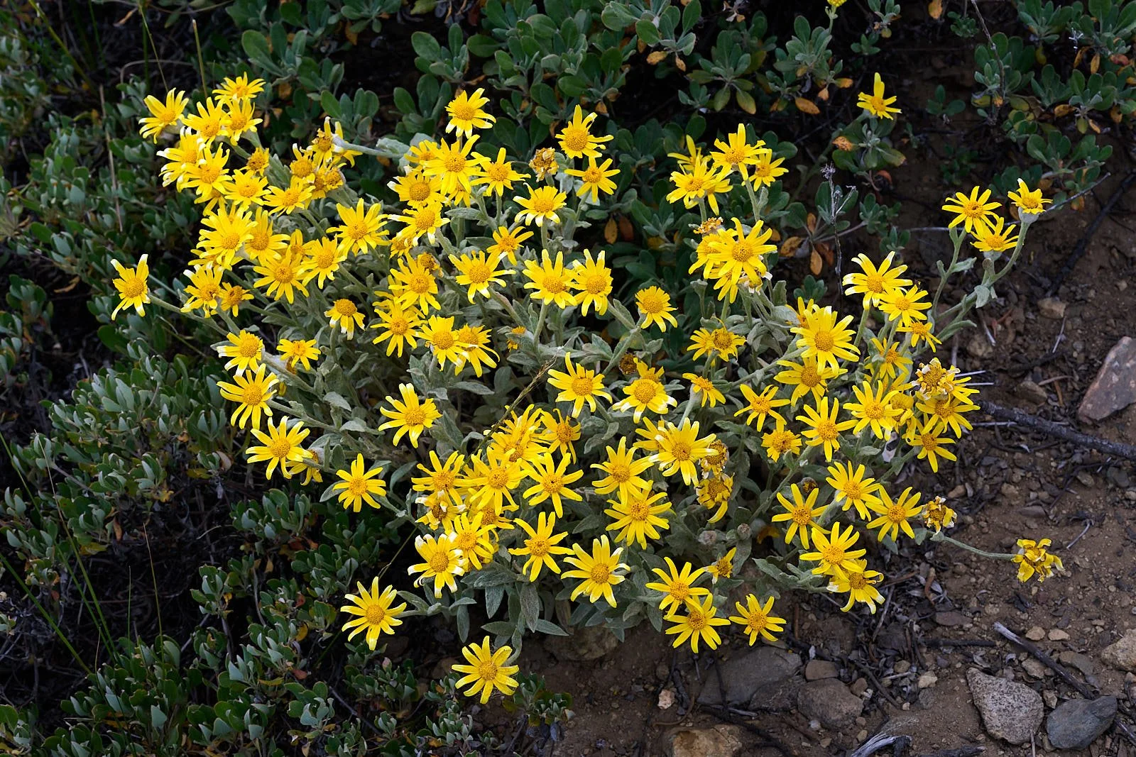 Eryophyllum lanatum