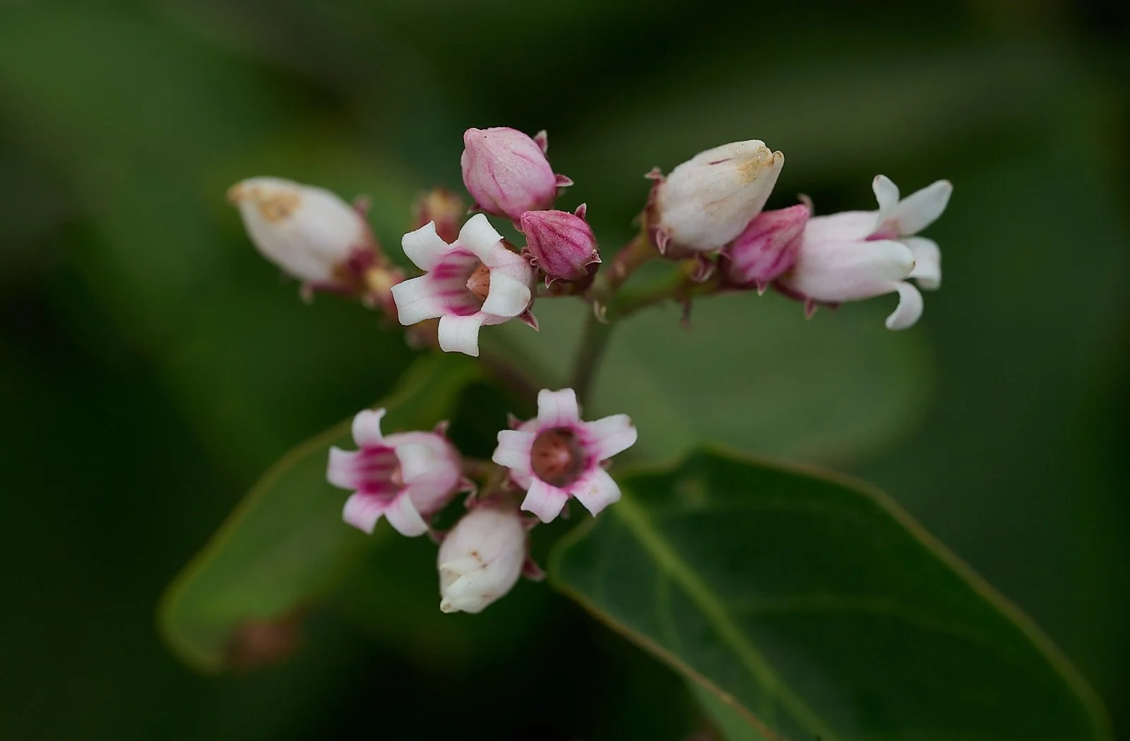 Creeping dogbane
