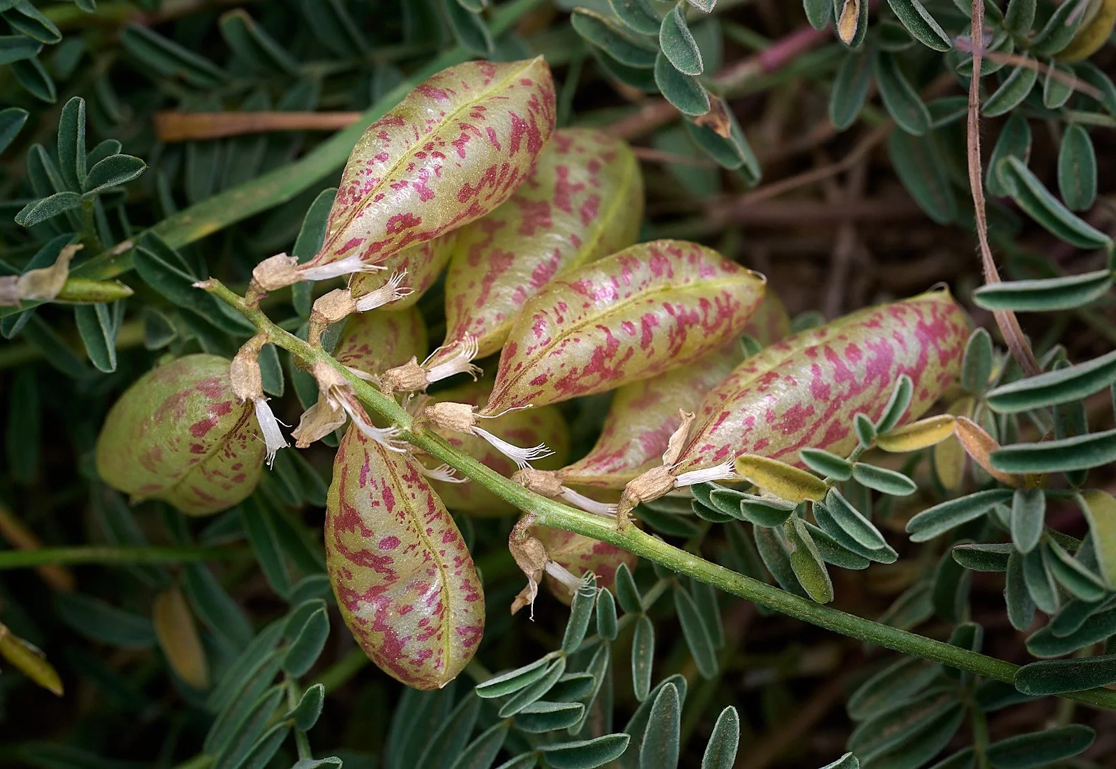 Astragalus spp. seeds