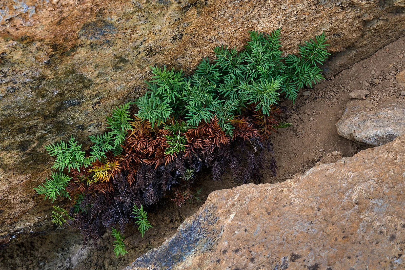 Aspidotis densa