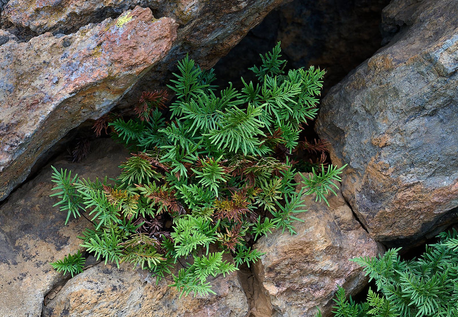 Aspidotis densa