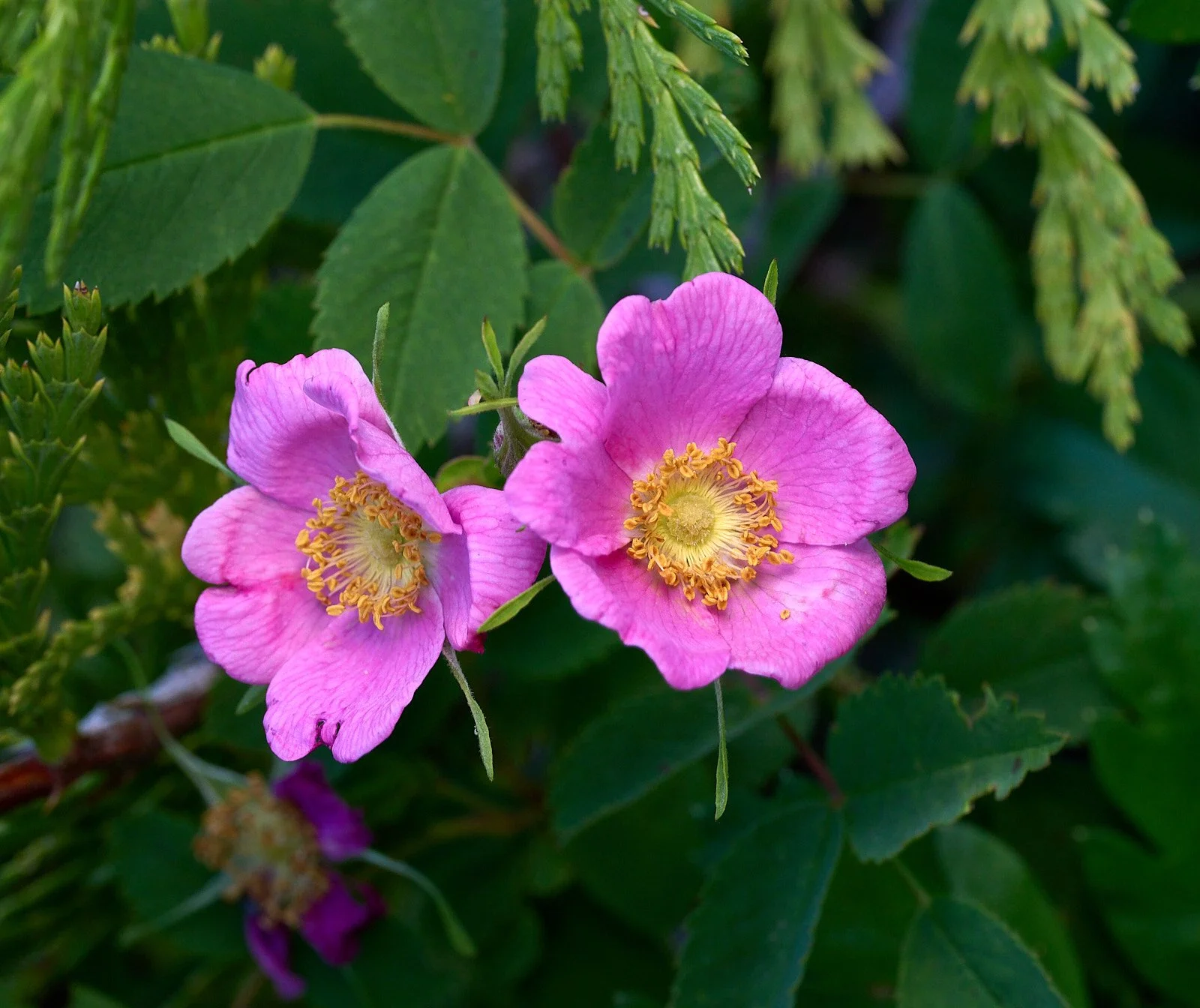 Rose spp.
