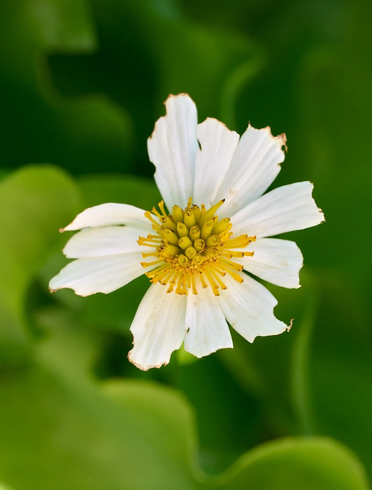 Marsh marigold
