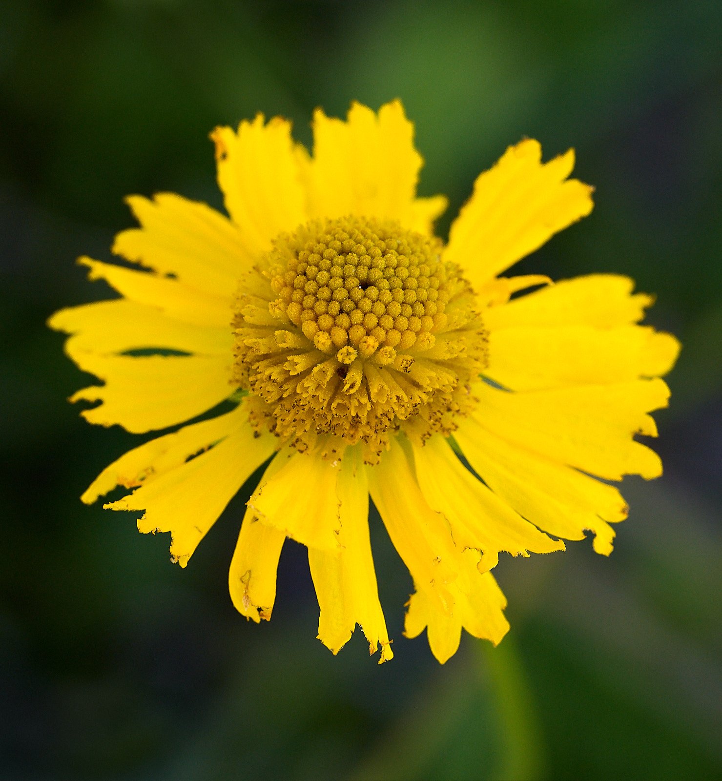 Helenium bigelovii