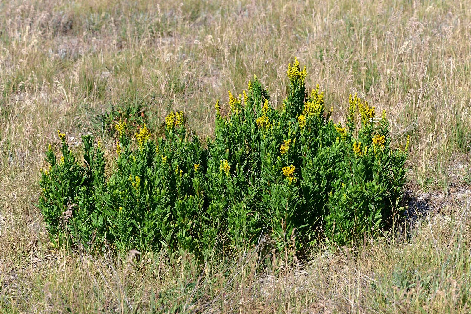 Goldenrod