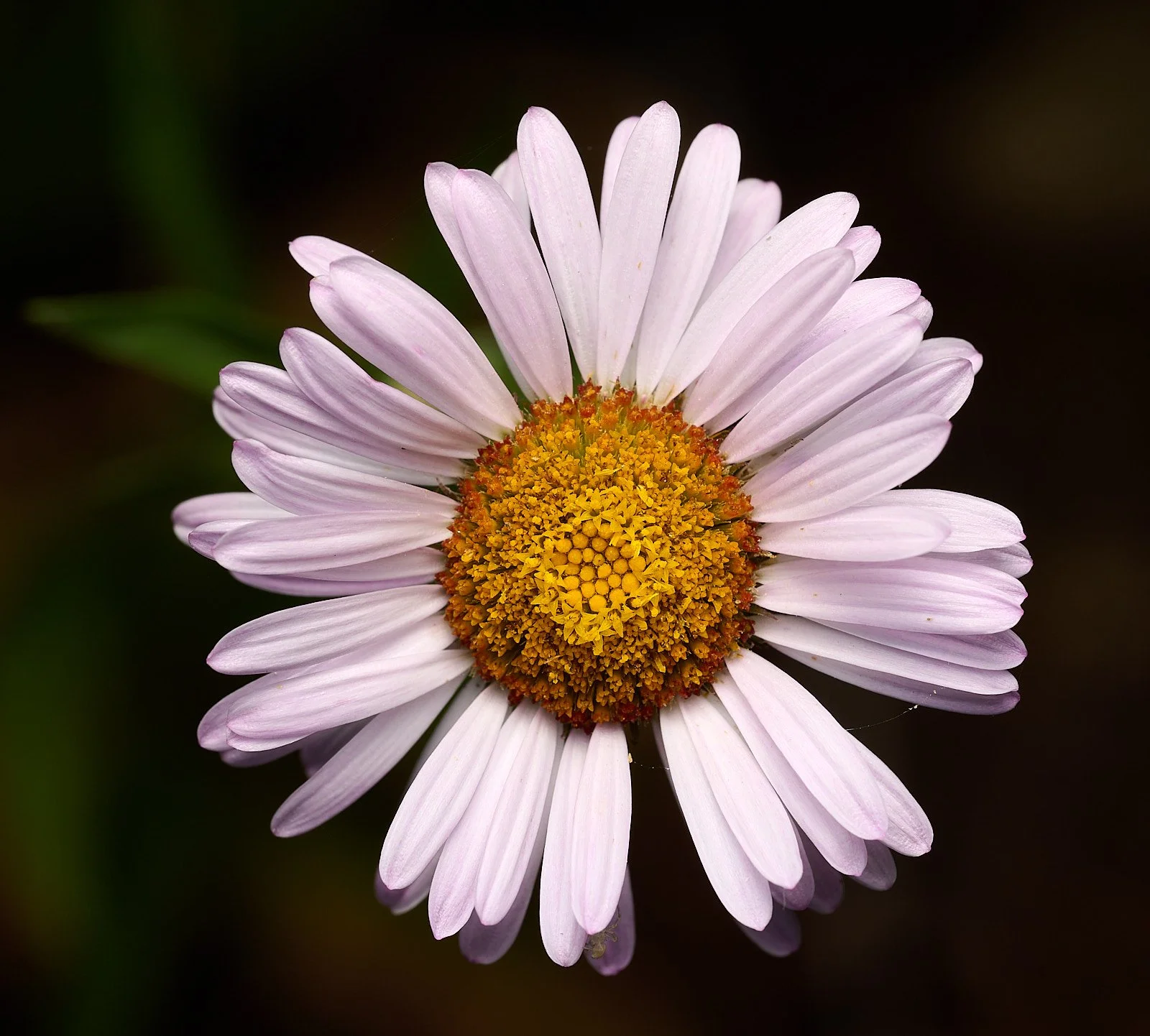 Aster spp.