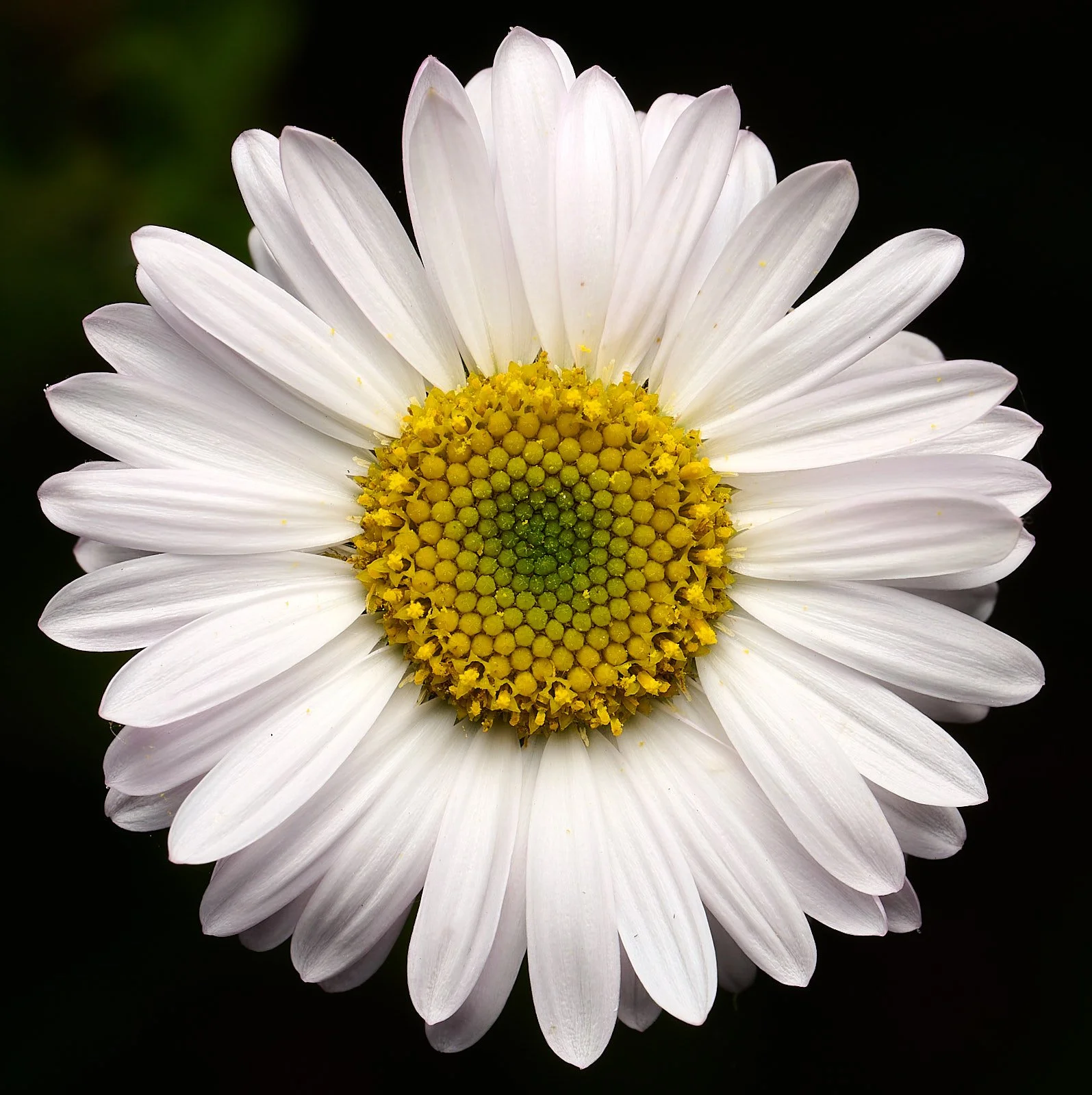 Aster spp.