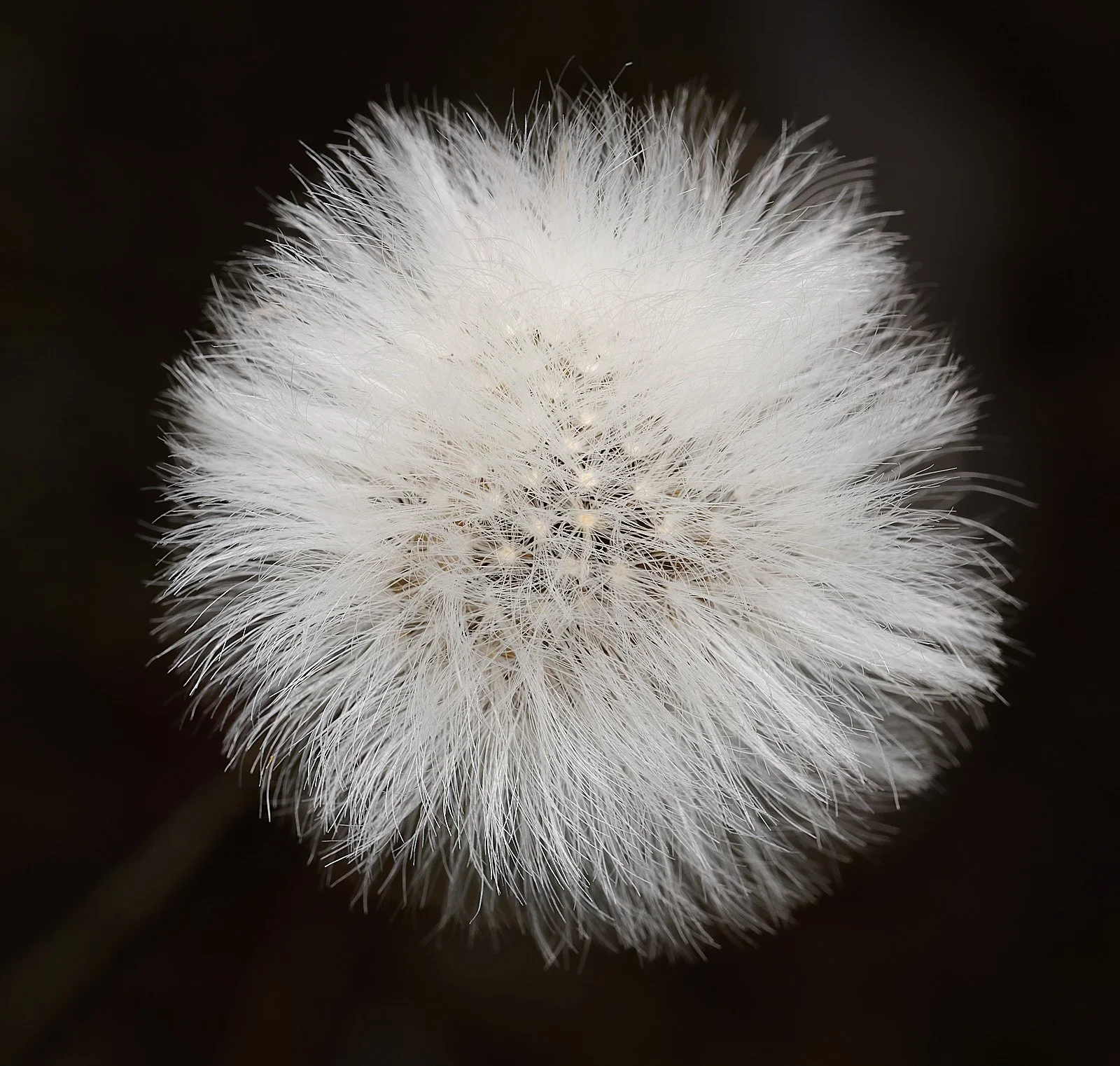 Aster seed head