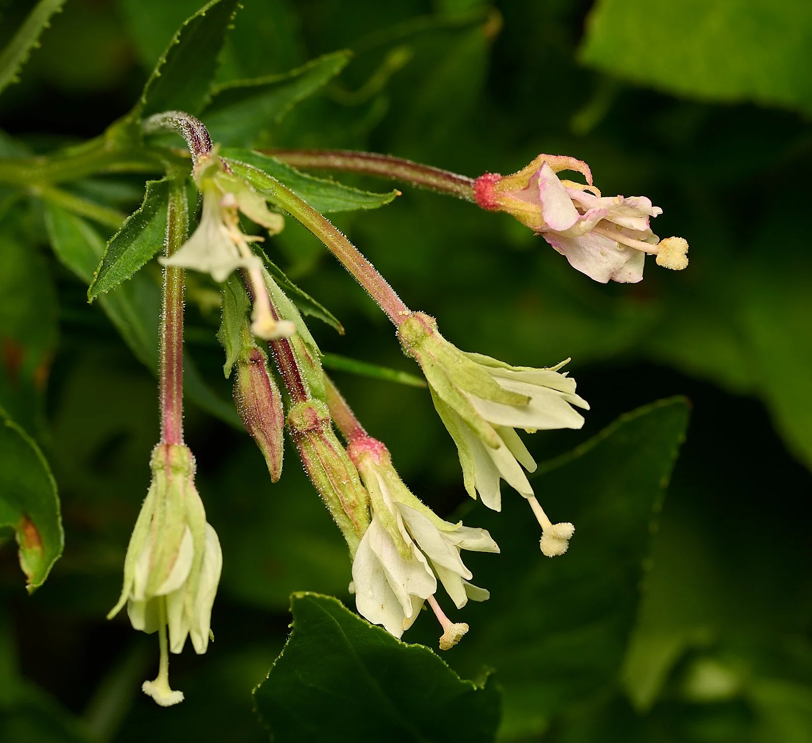 Epilobium luteum