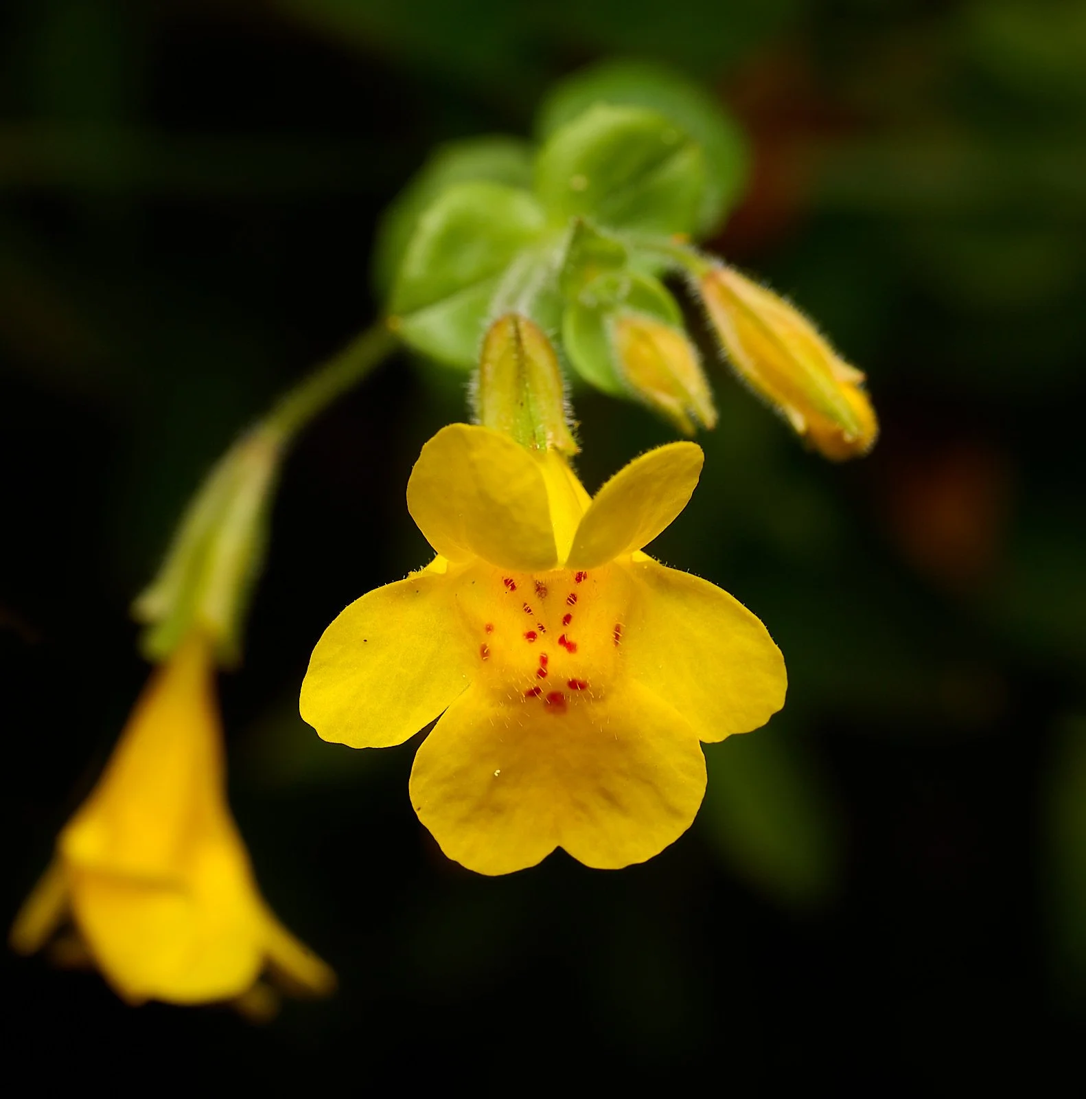 Seep monkeyflower
