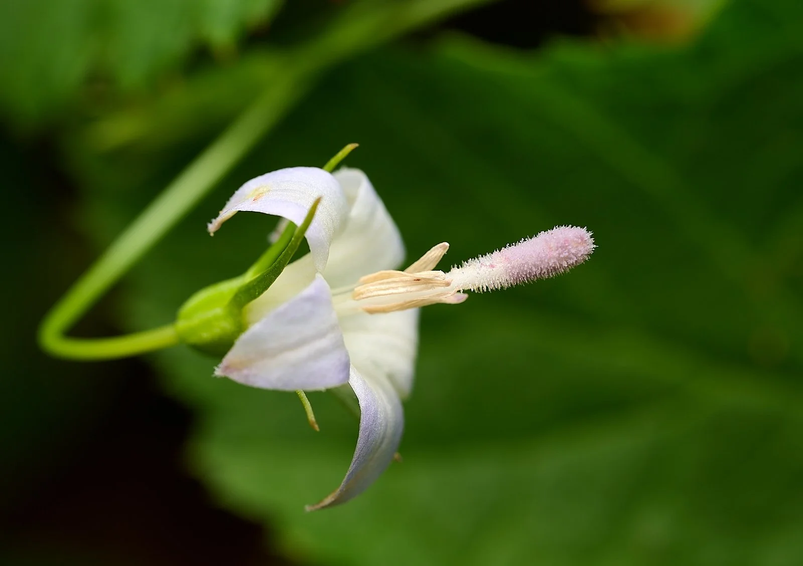 Scoulers harebell