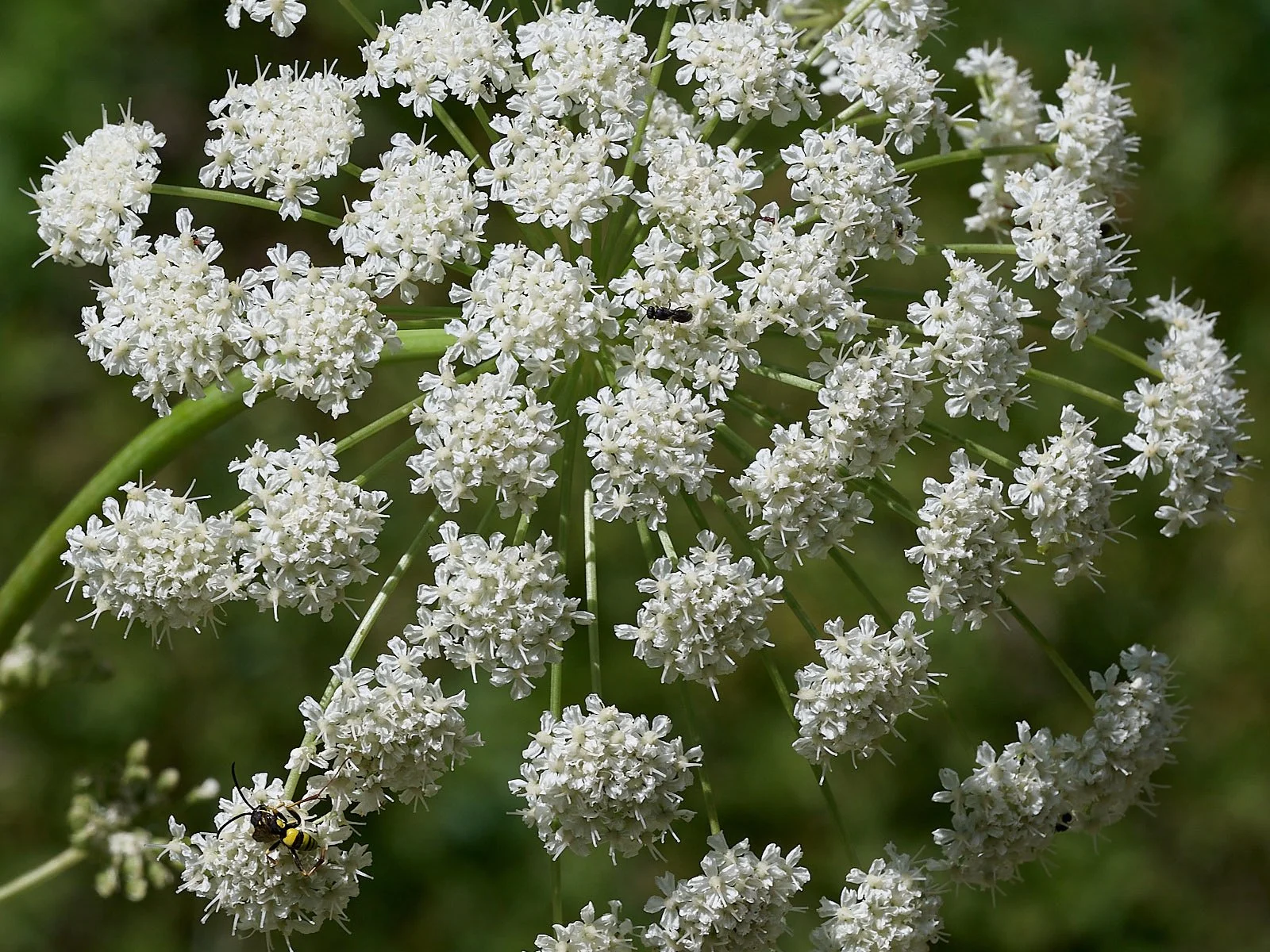 Angelica spp.