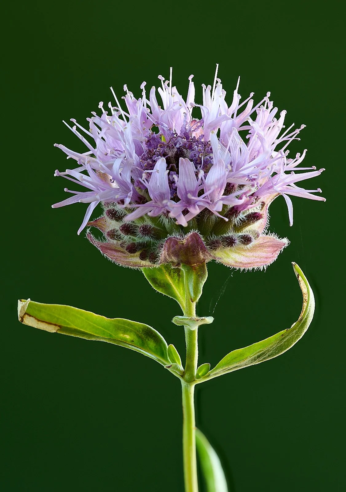 Coyote mint