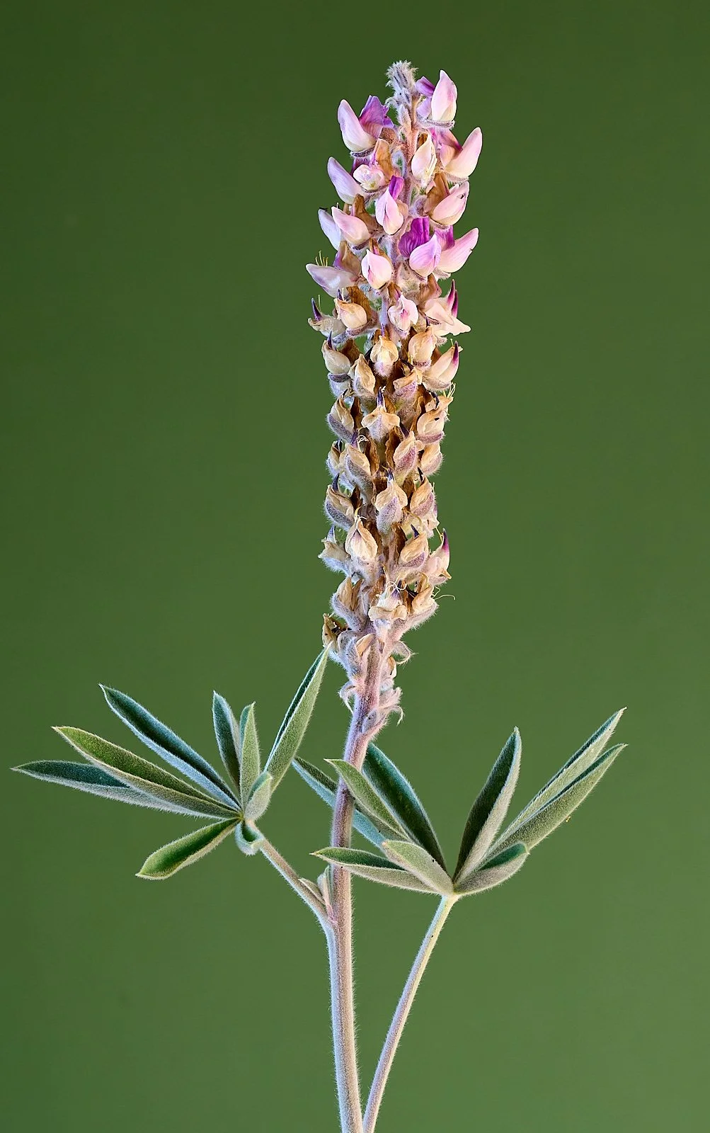 Lupinus leucophyllus
