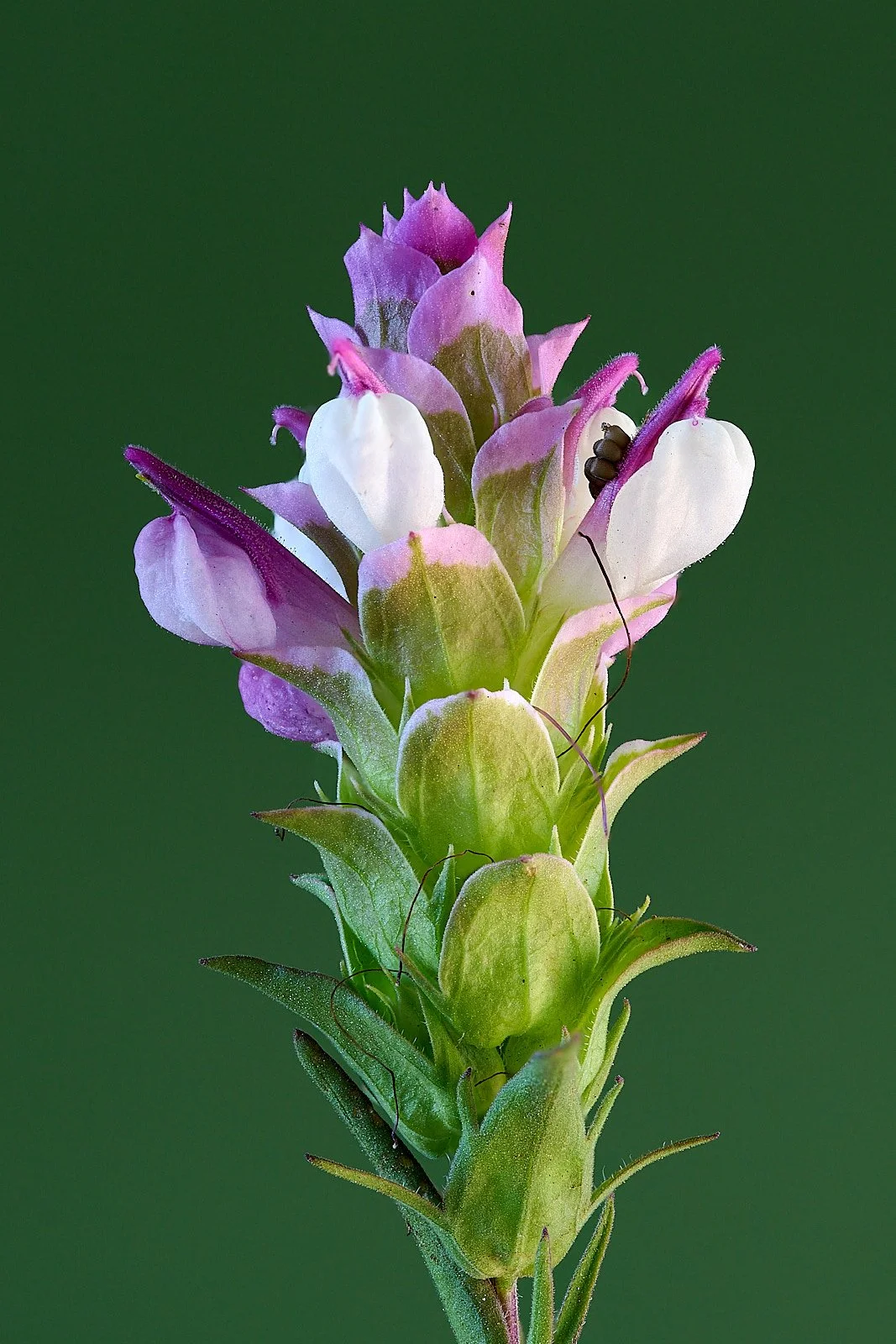 Siskiyou mountain owl clover