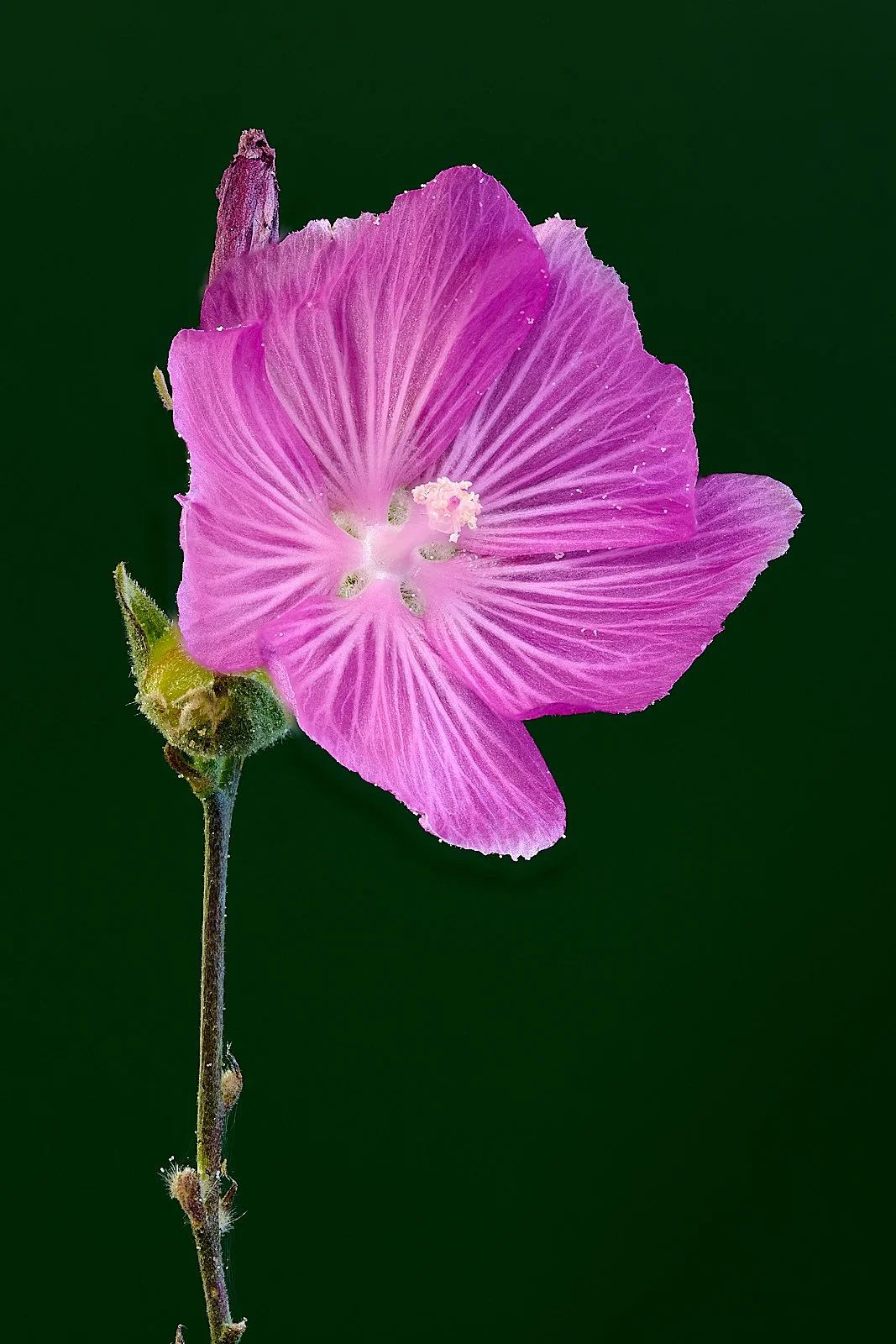 Mallow spp.