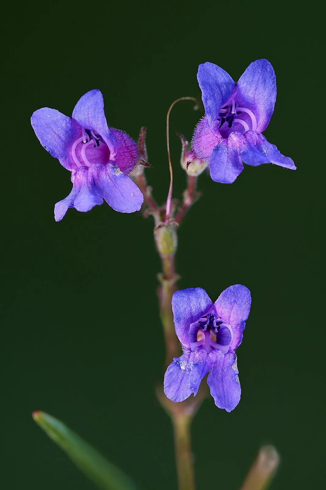 Penstemon spp.