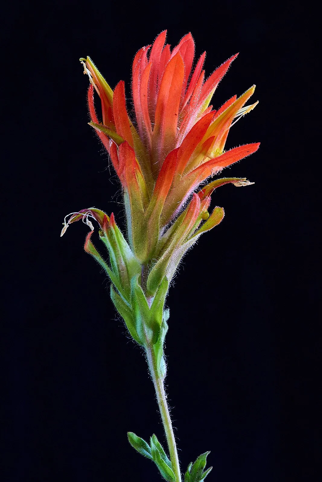 Castilleja spp.