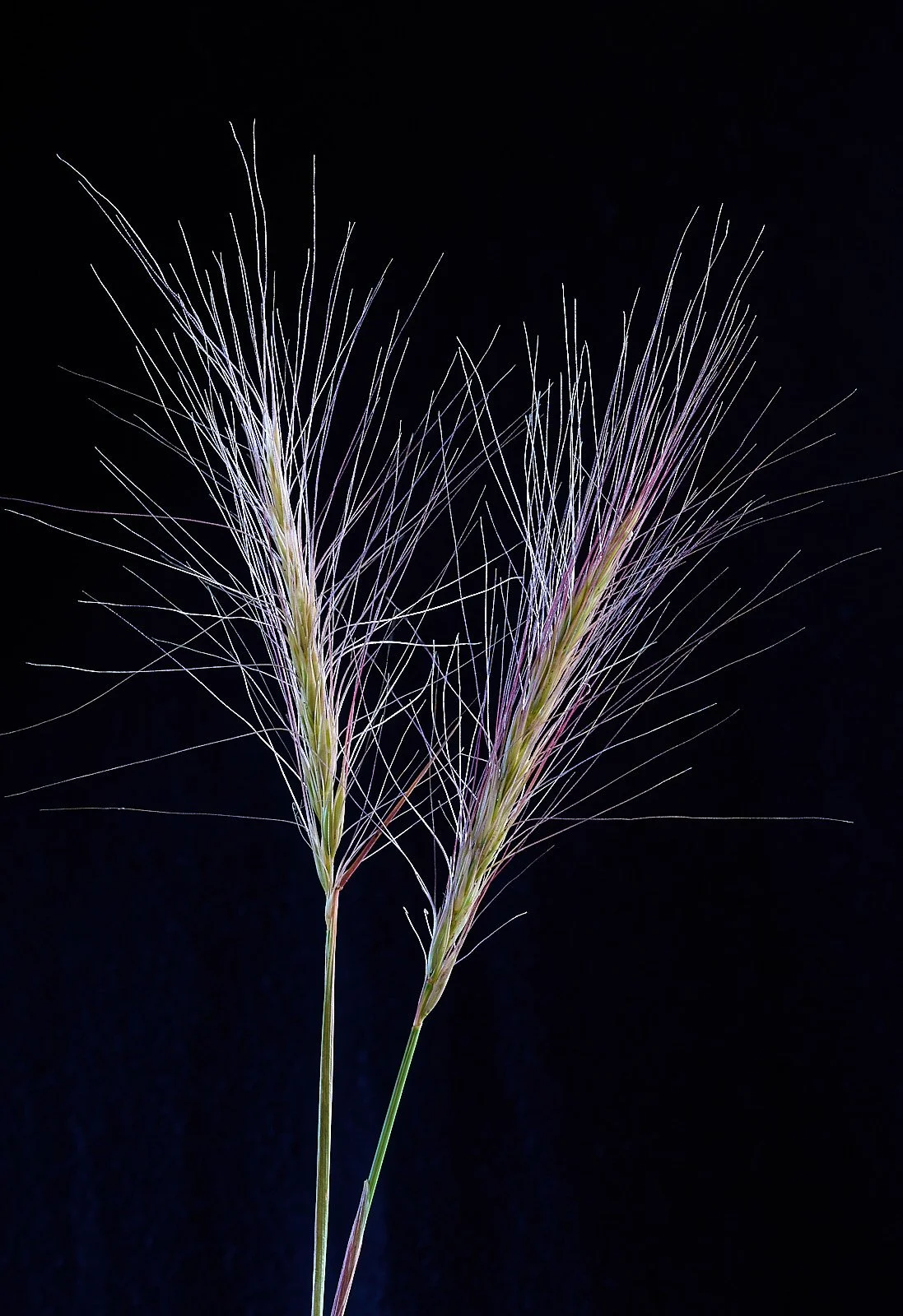 Squirrel tail grass