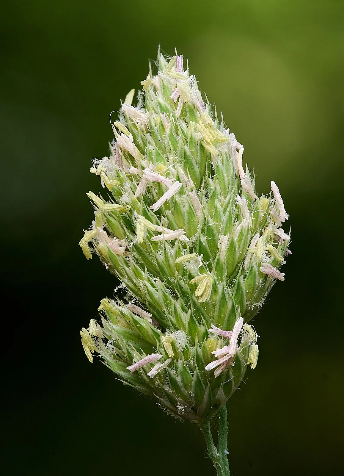 non-bird 2026-07-10 11-18-13 (B,R8,S4).jpg