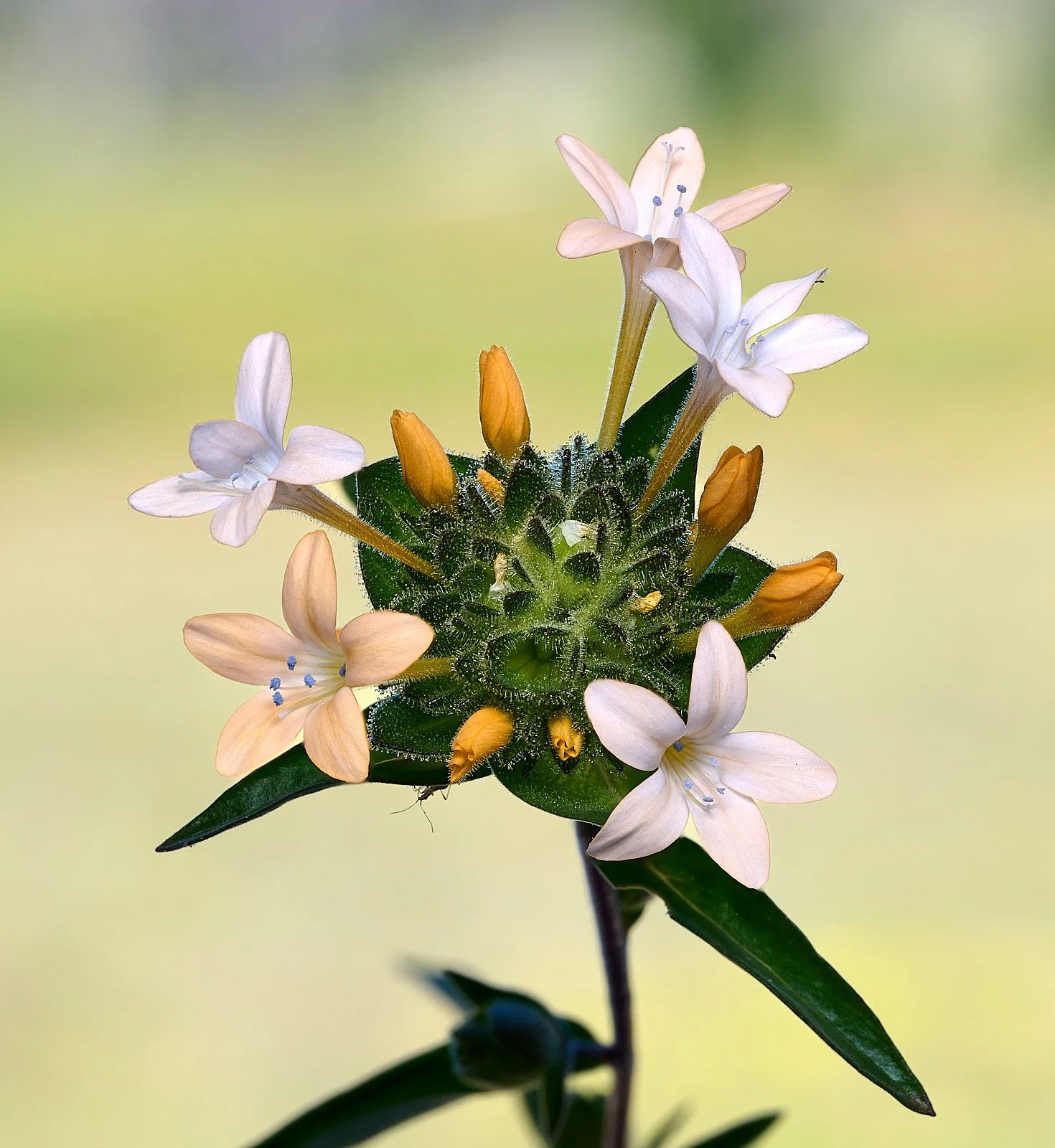 Colomia grandiflora