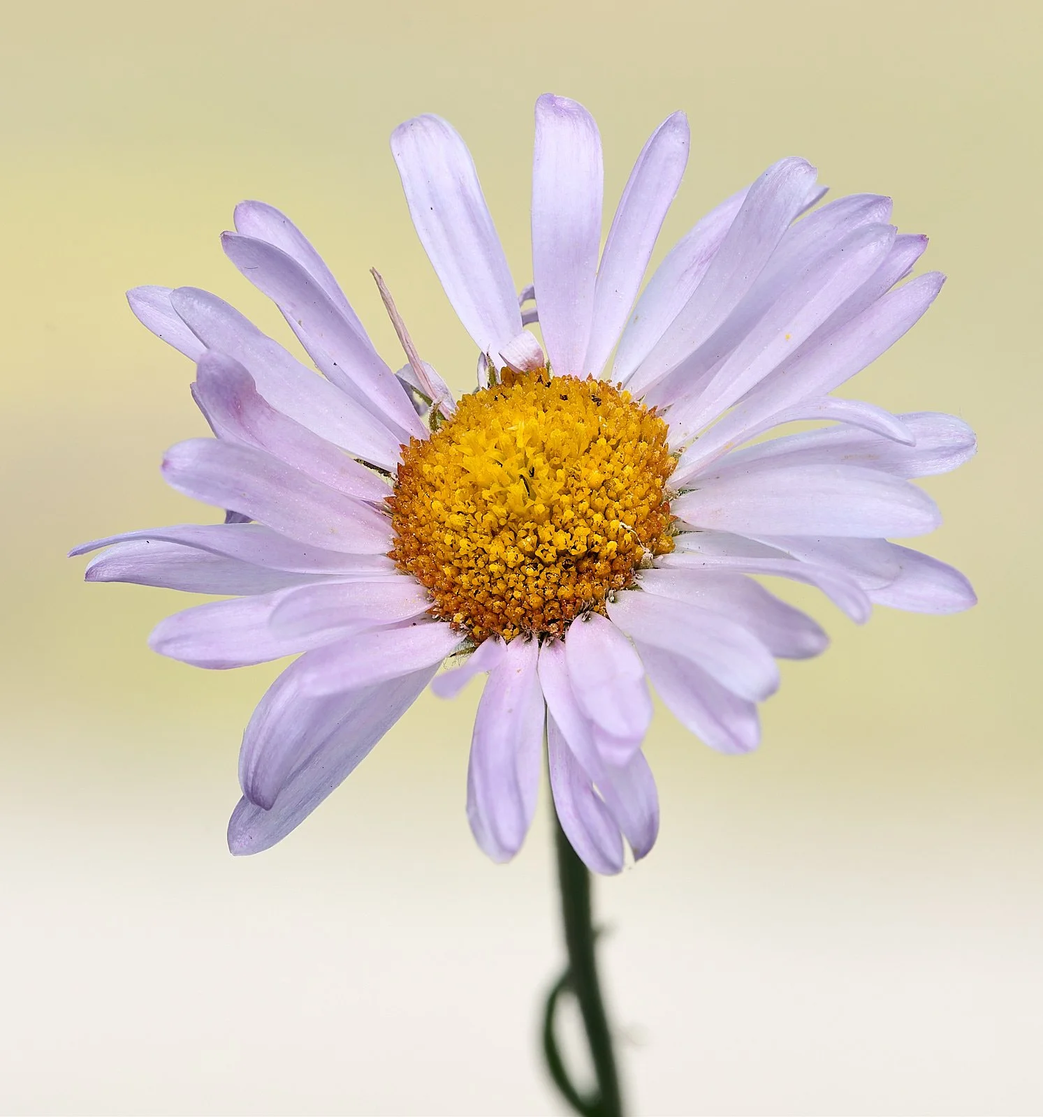 Aster spp.