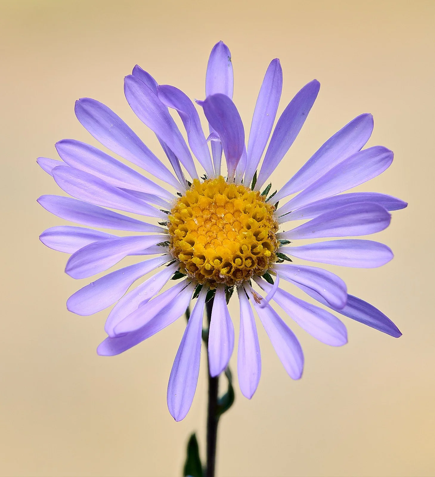 Aster spp.