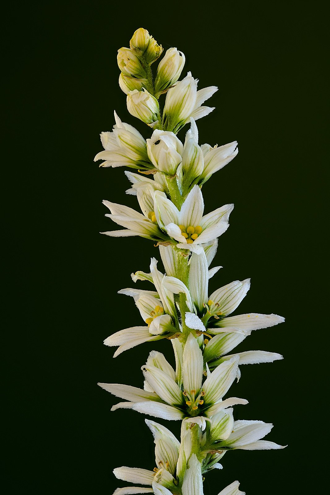 Veratrum califonicum