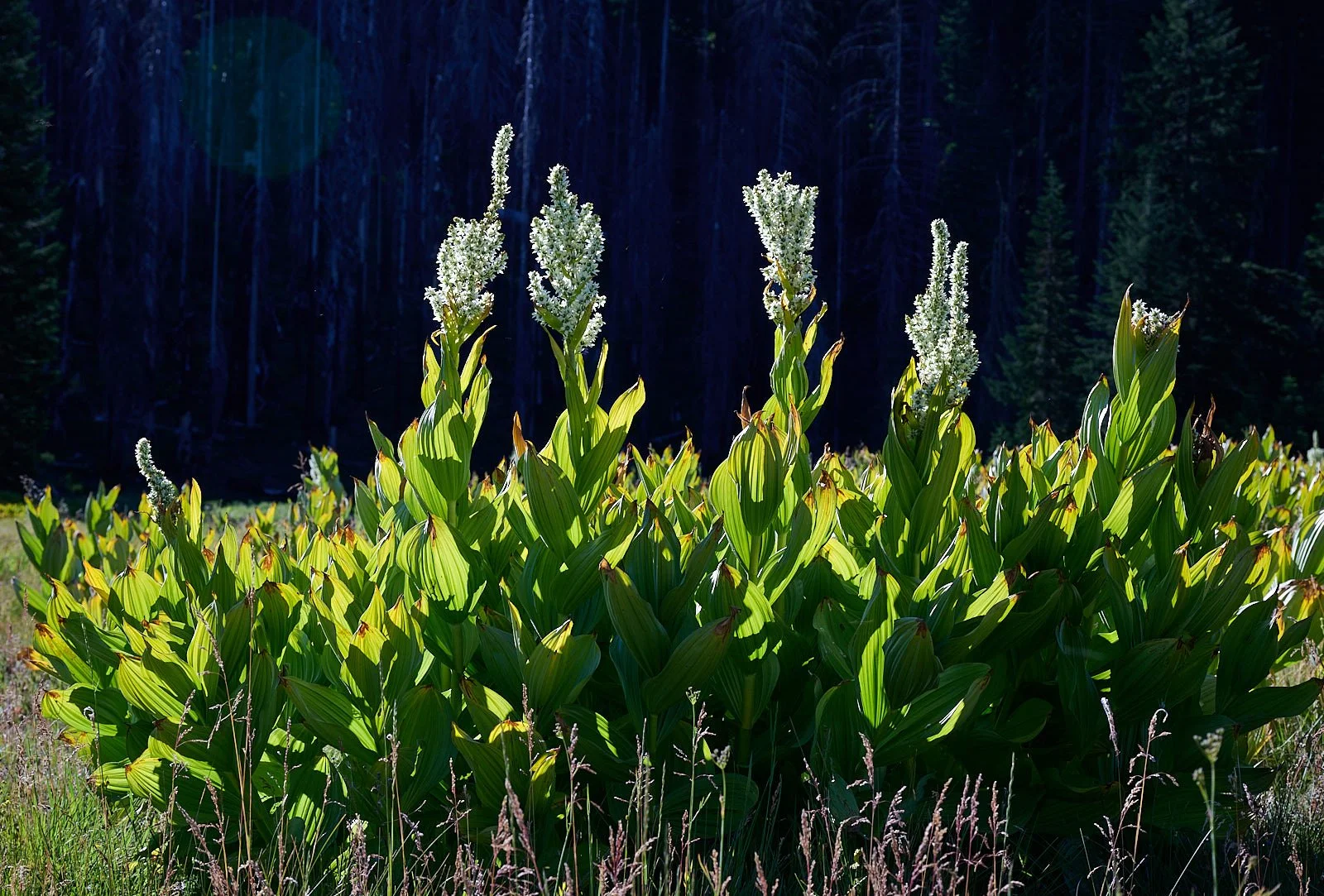 Veratrum califonicum