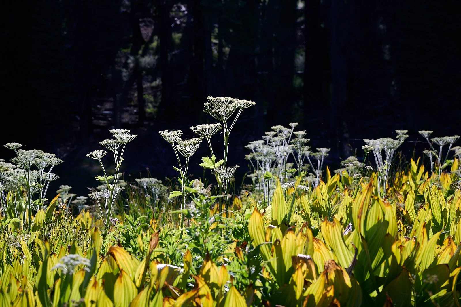 Cow parsnip