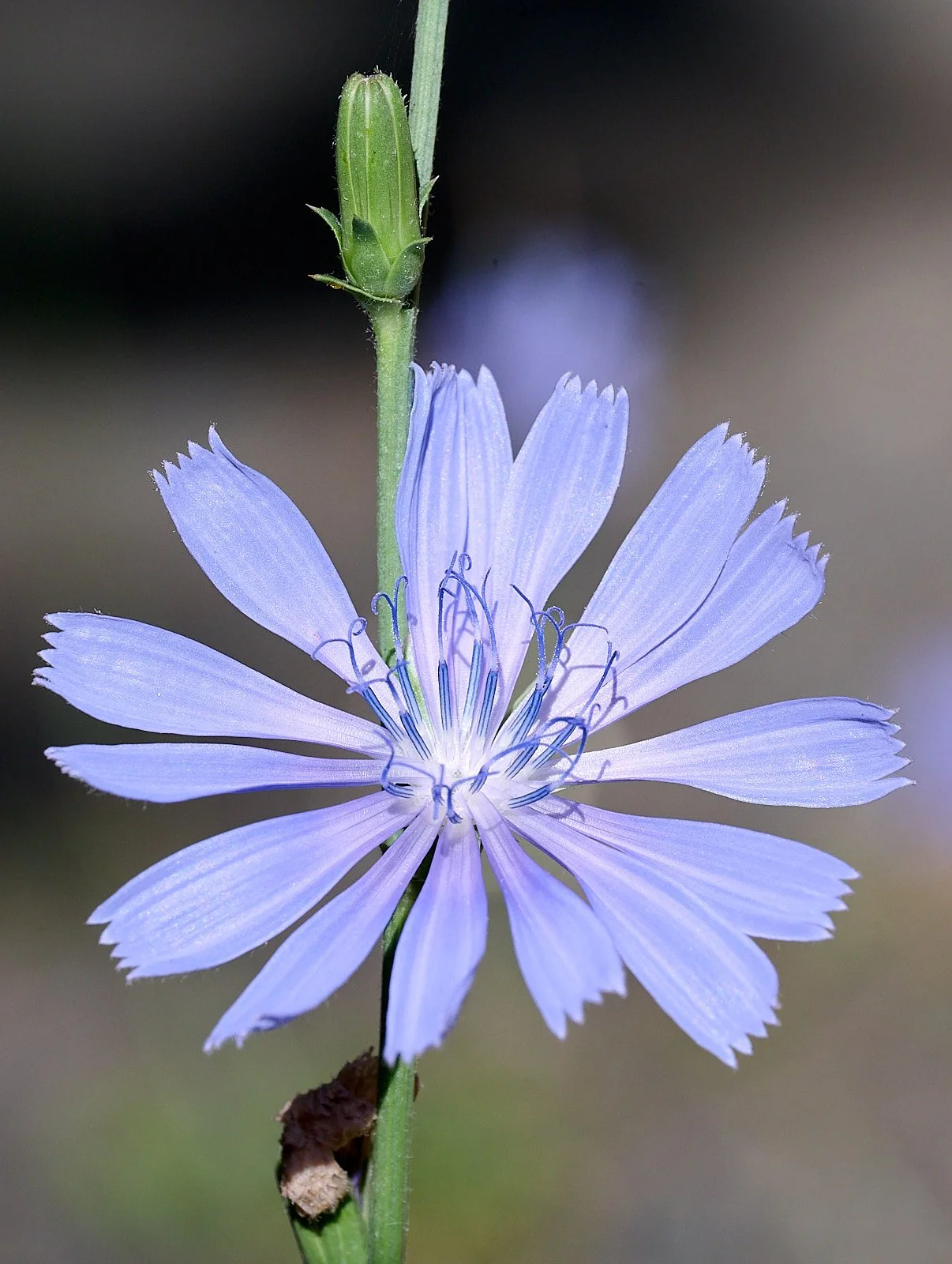 Chicory