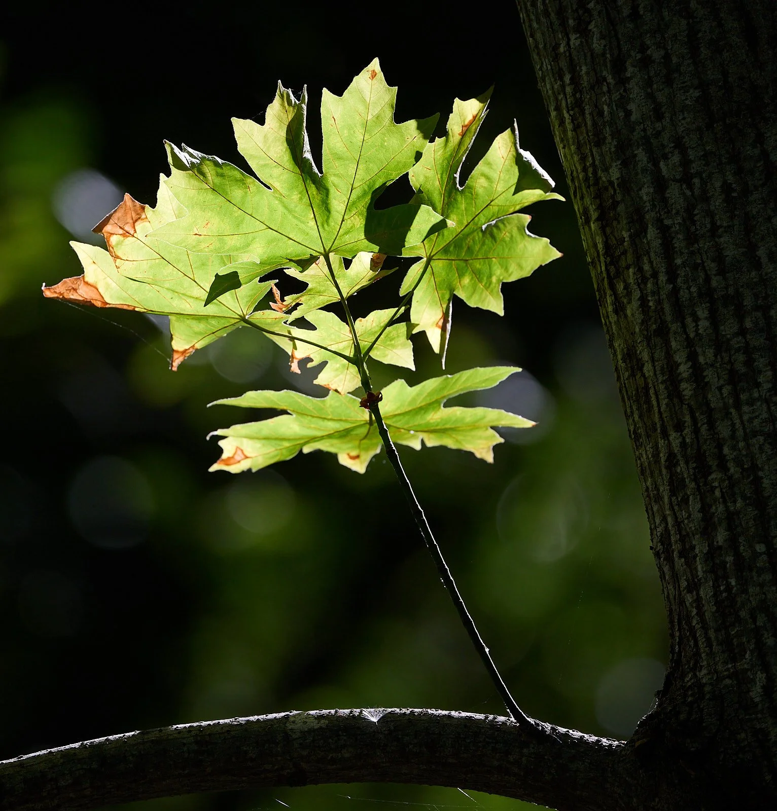 Big leaf maple