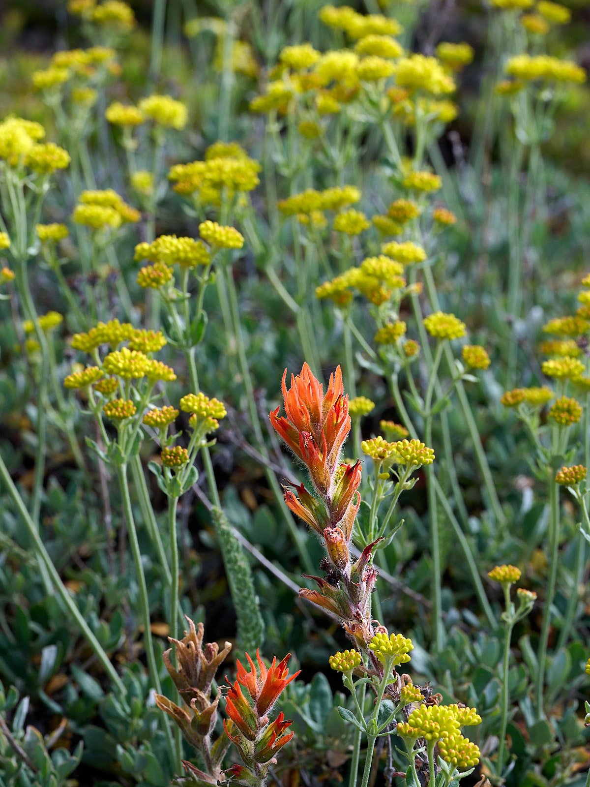 Paintbrush and buckwheat