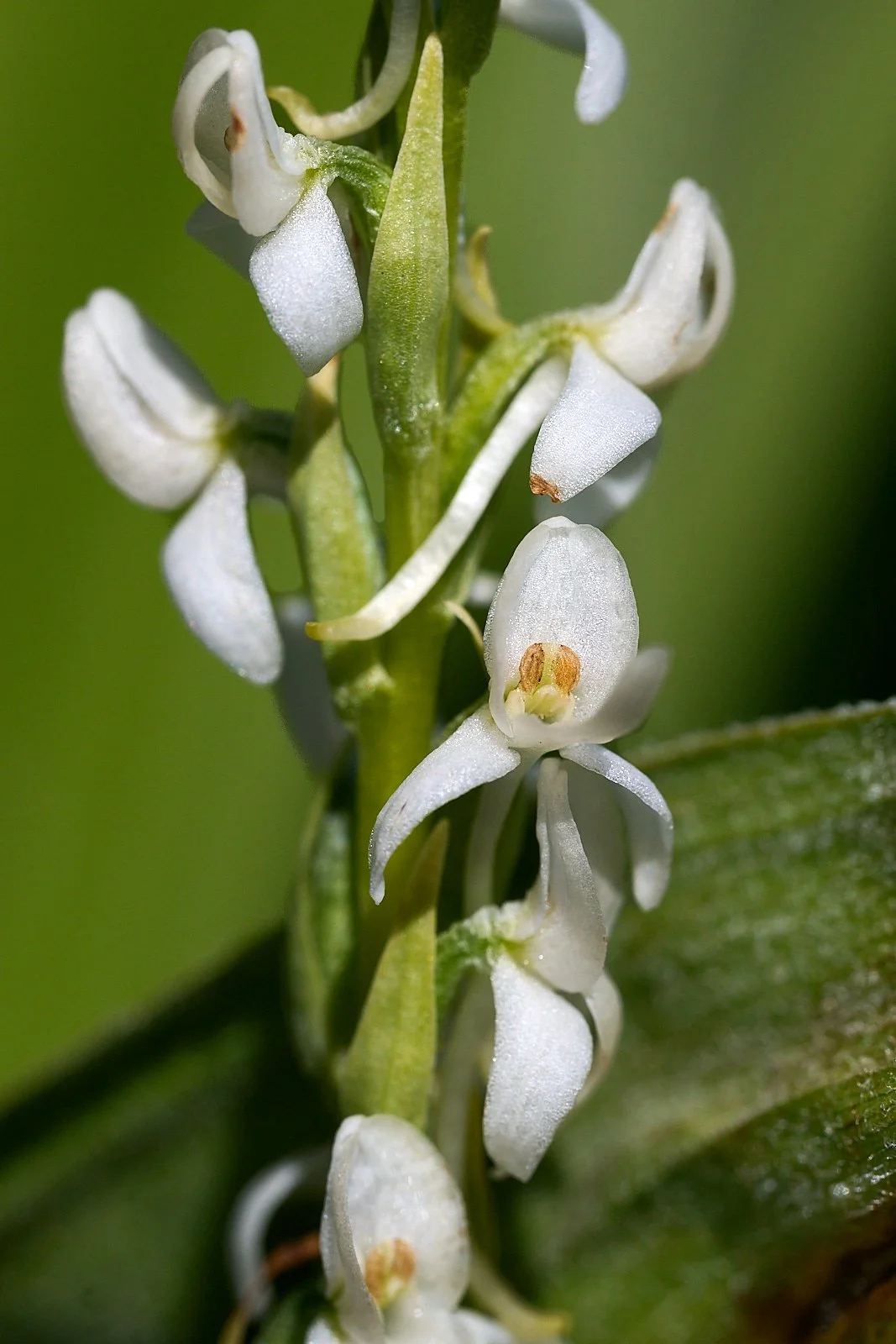 Bog orchid