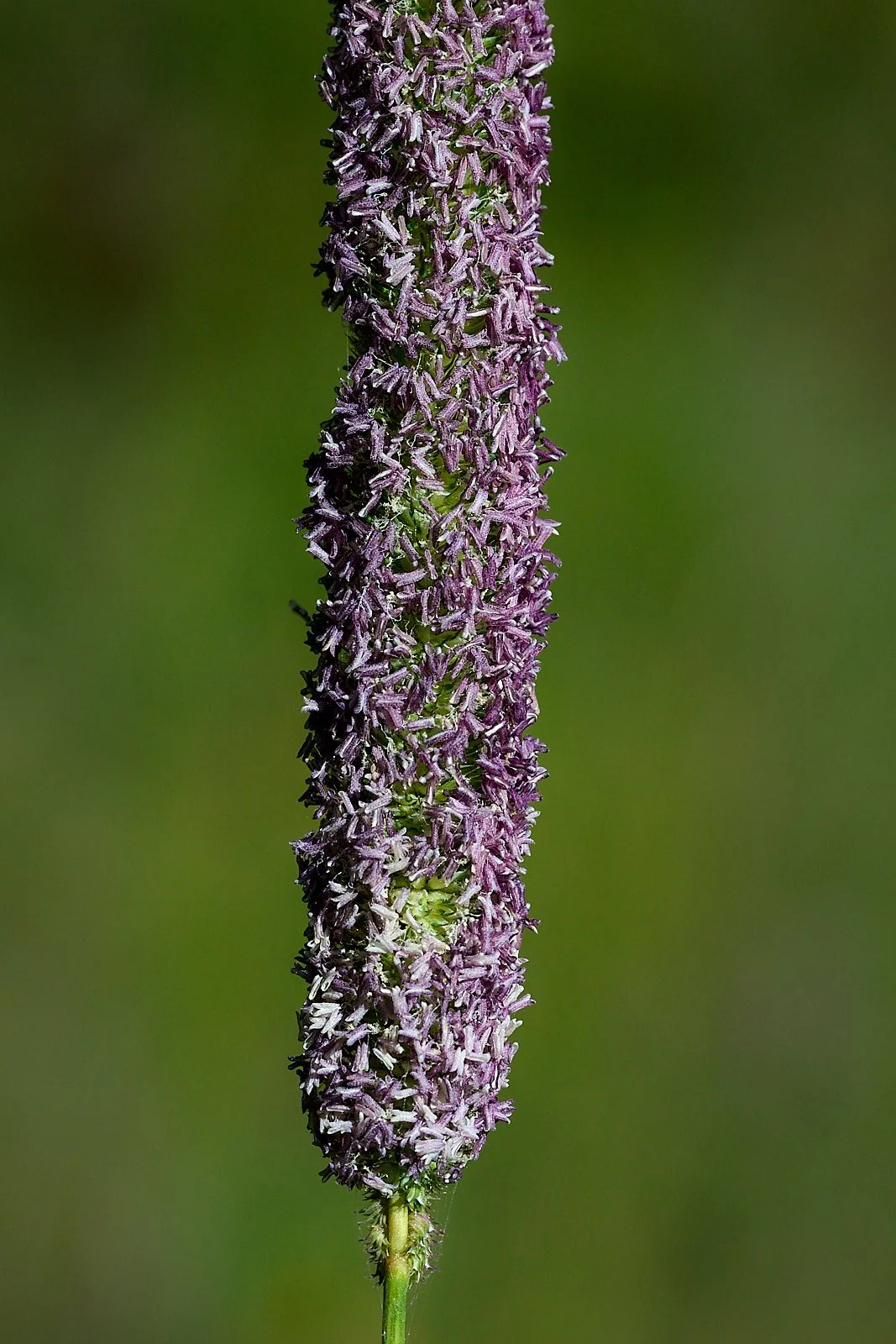 non-bird GDW_9429.jpg