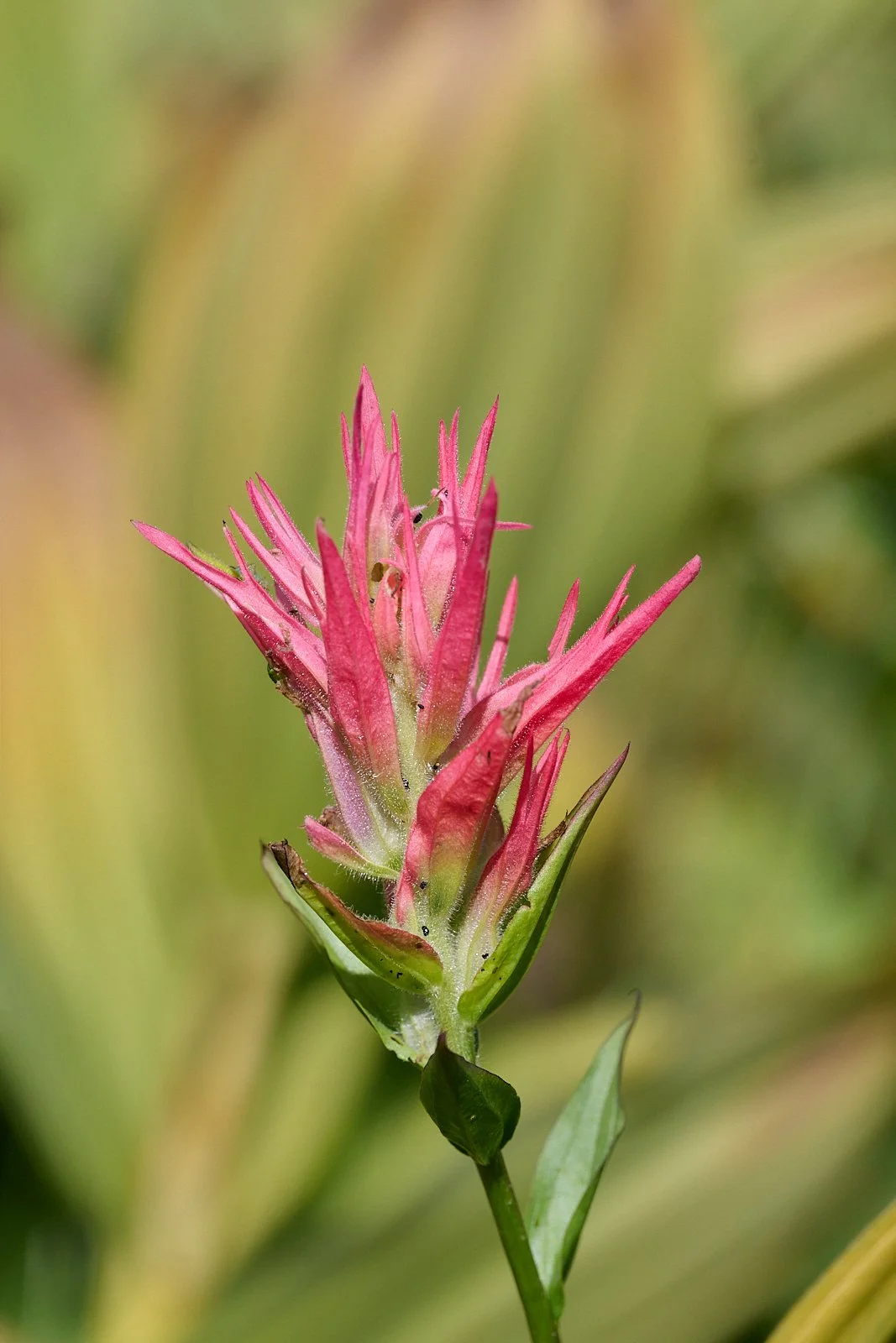 Paintbrush