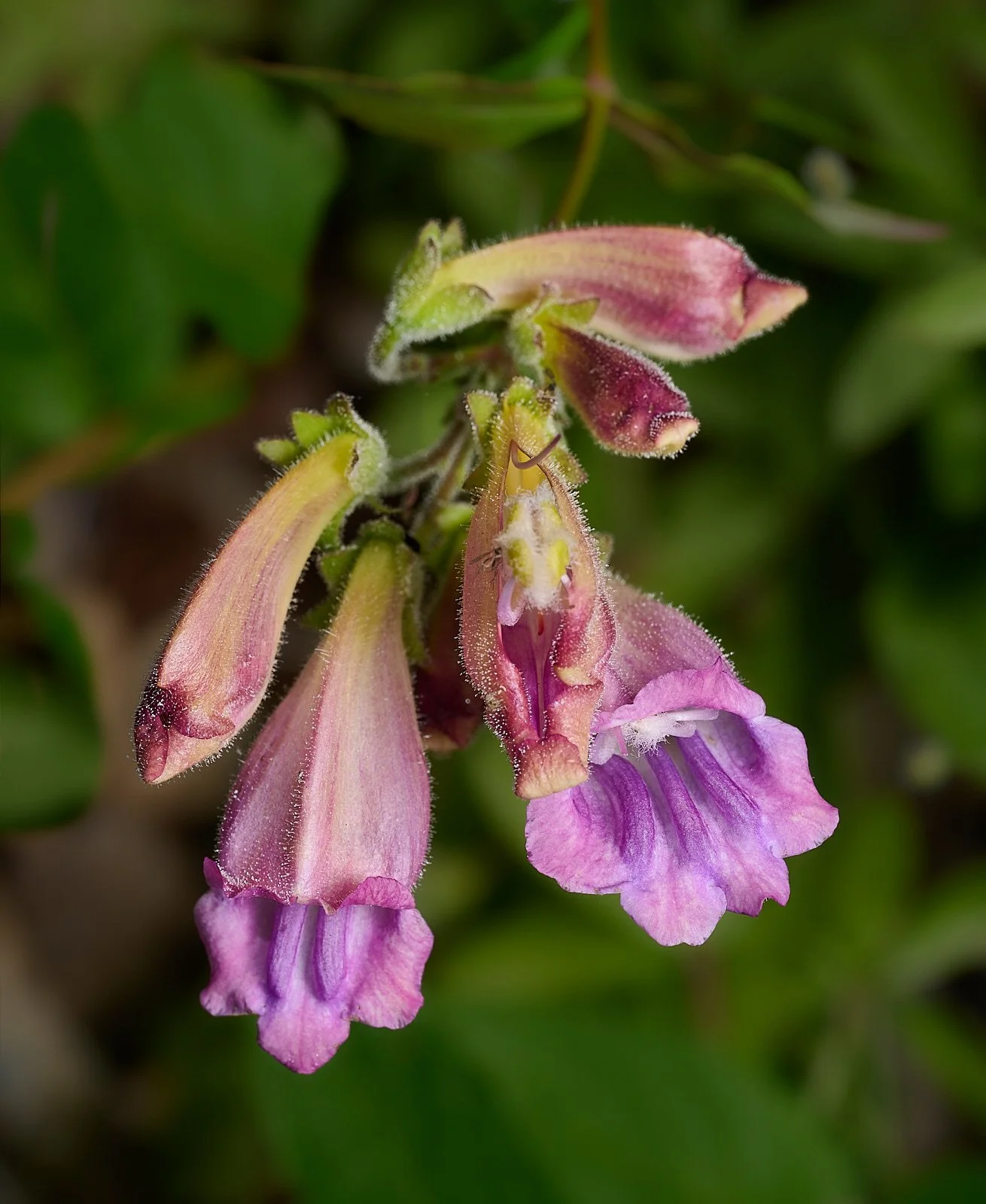 Nothochelone nemorosa