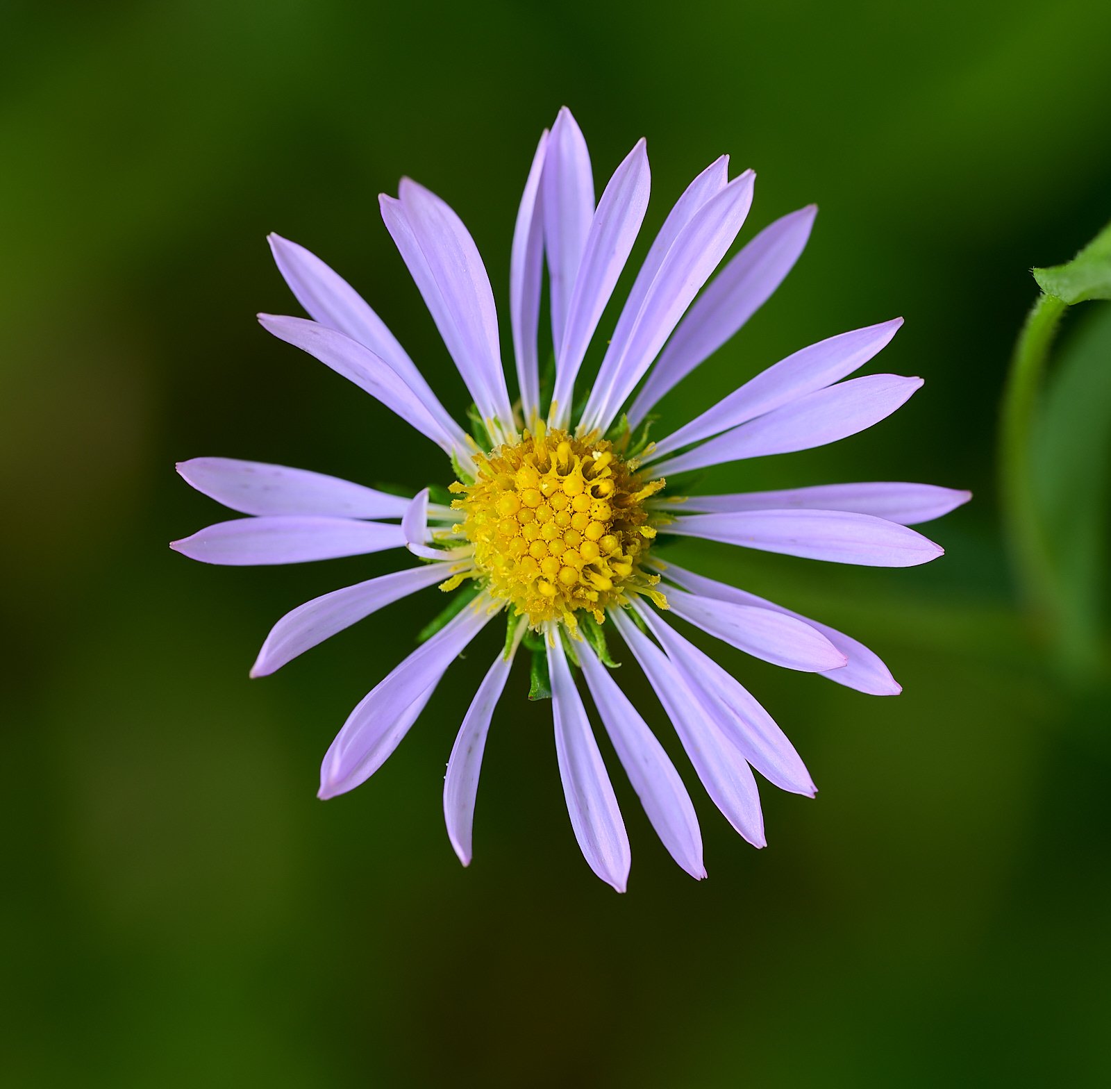 Aster spp.