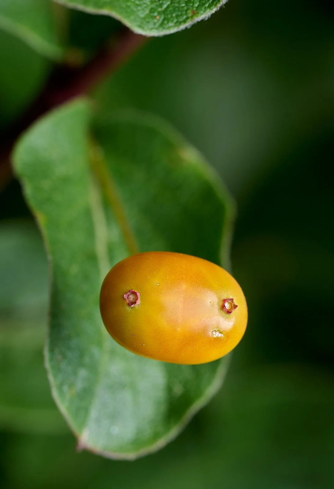 Lonicera spp. (Twinberry)