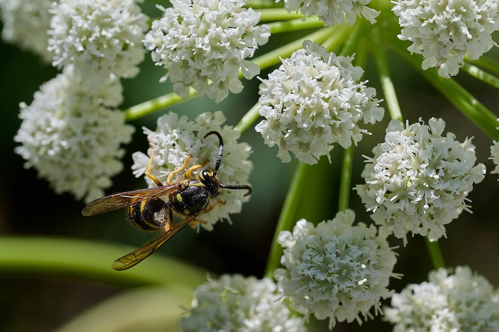 Wasp - Dolichovespula arenaria