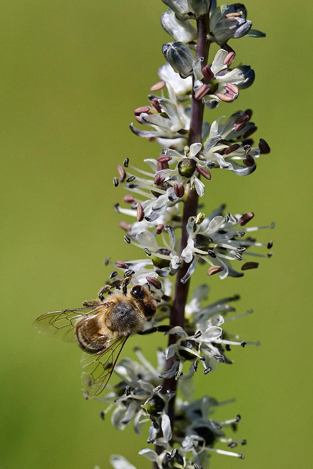 Bee on hastingsia