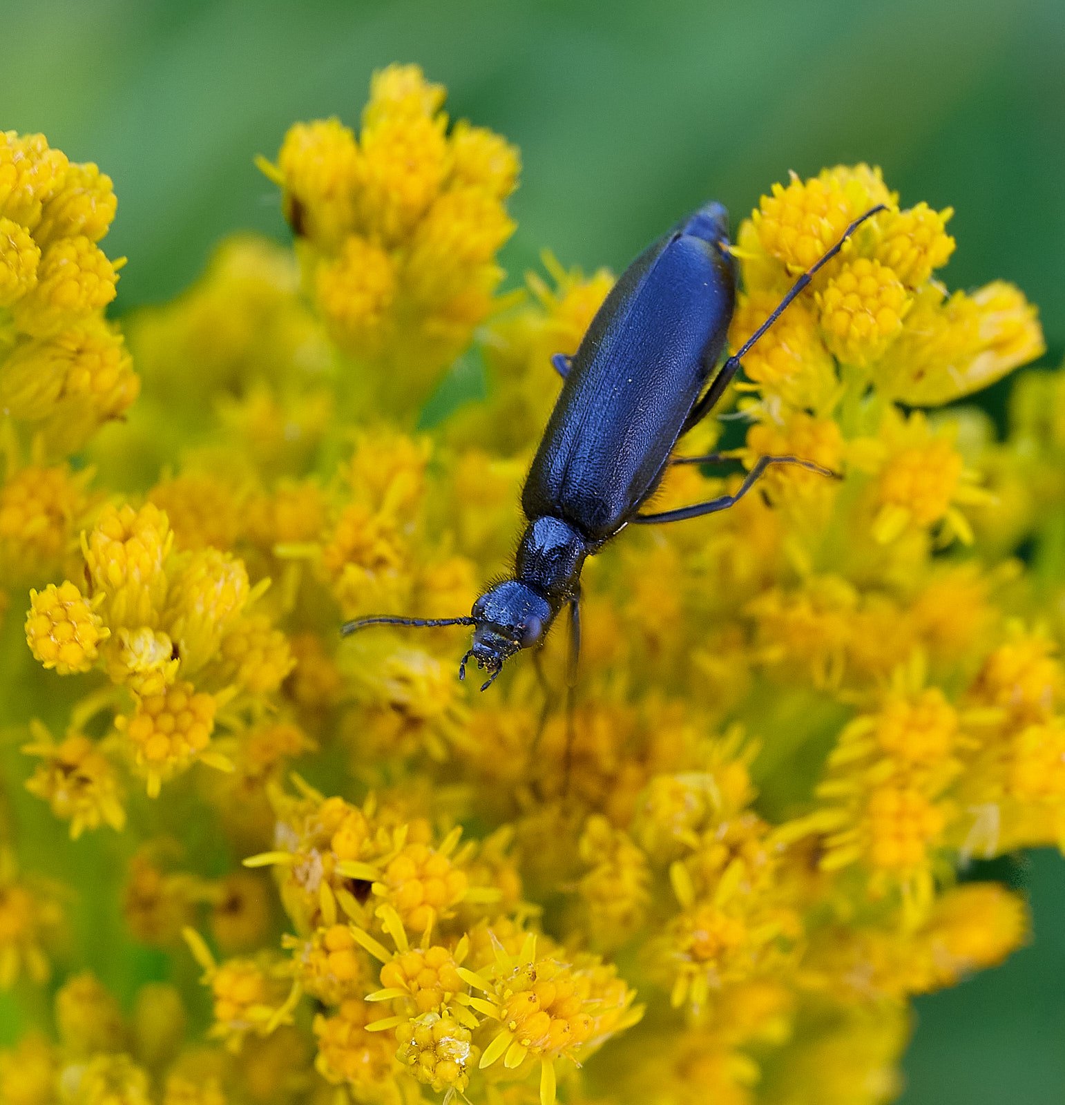 Beetle - Epicauta puncticouis