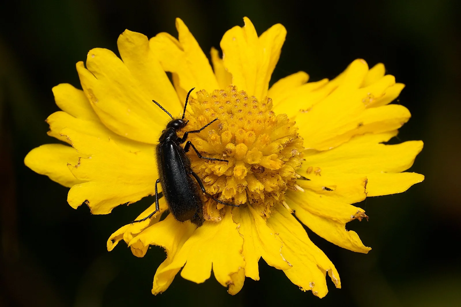 Sneeze weed harbored many beetles.