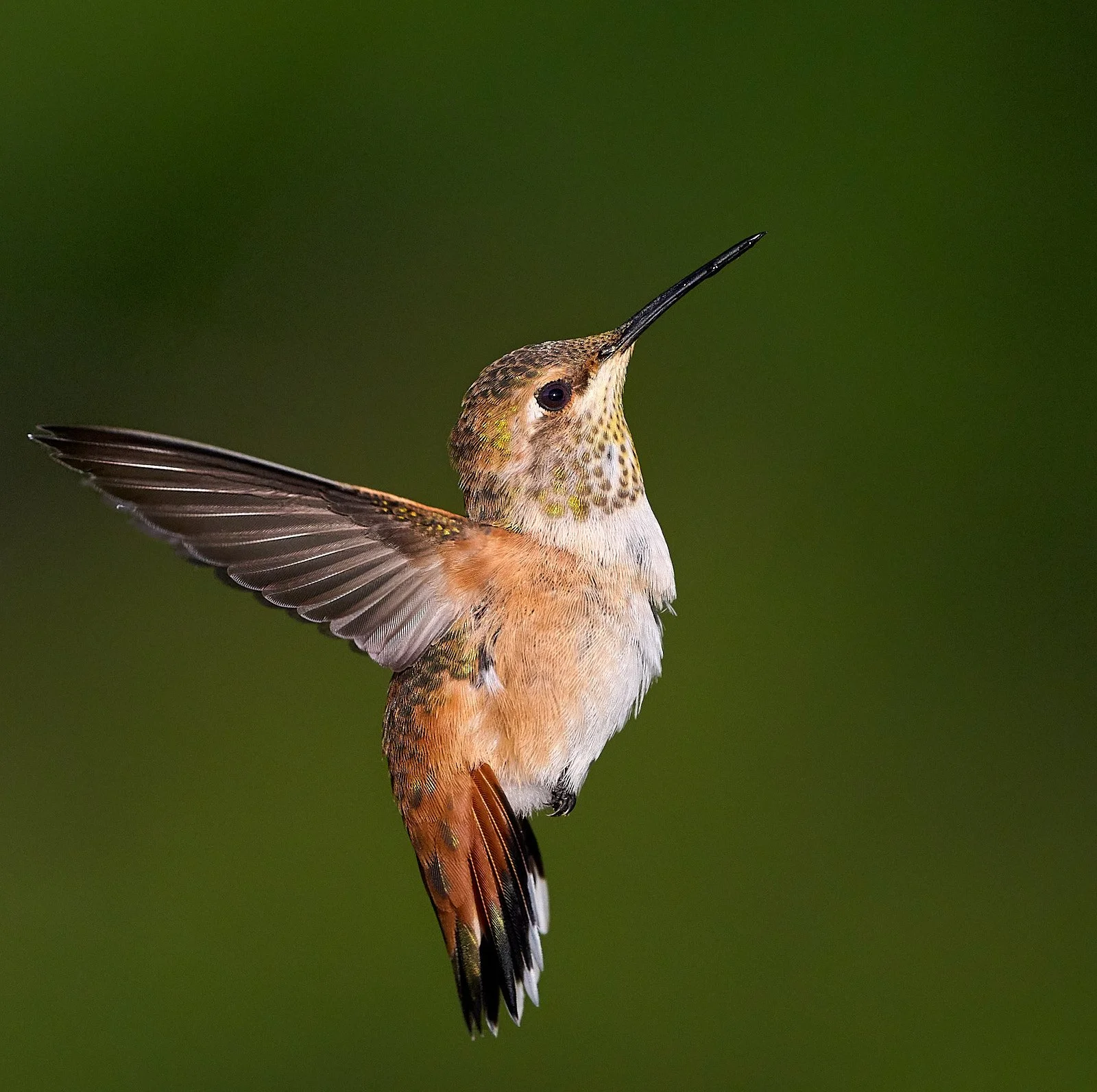 hummer GDW_5785.jpg
