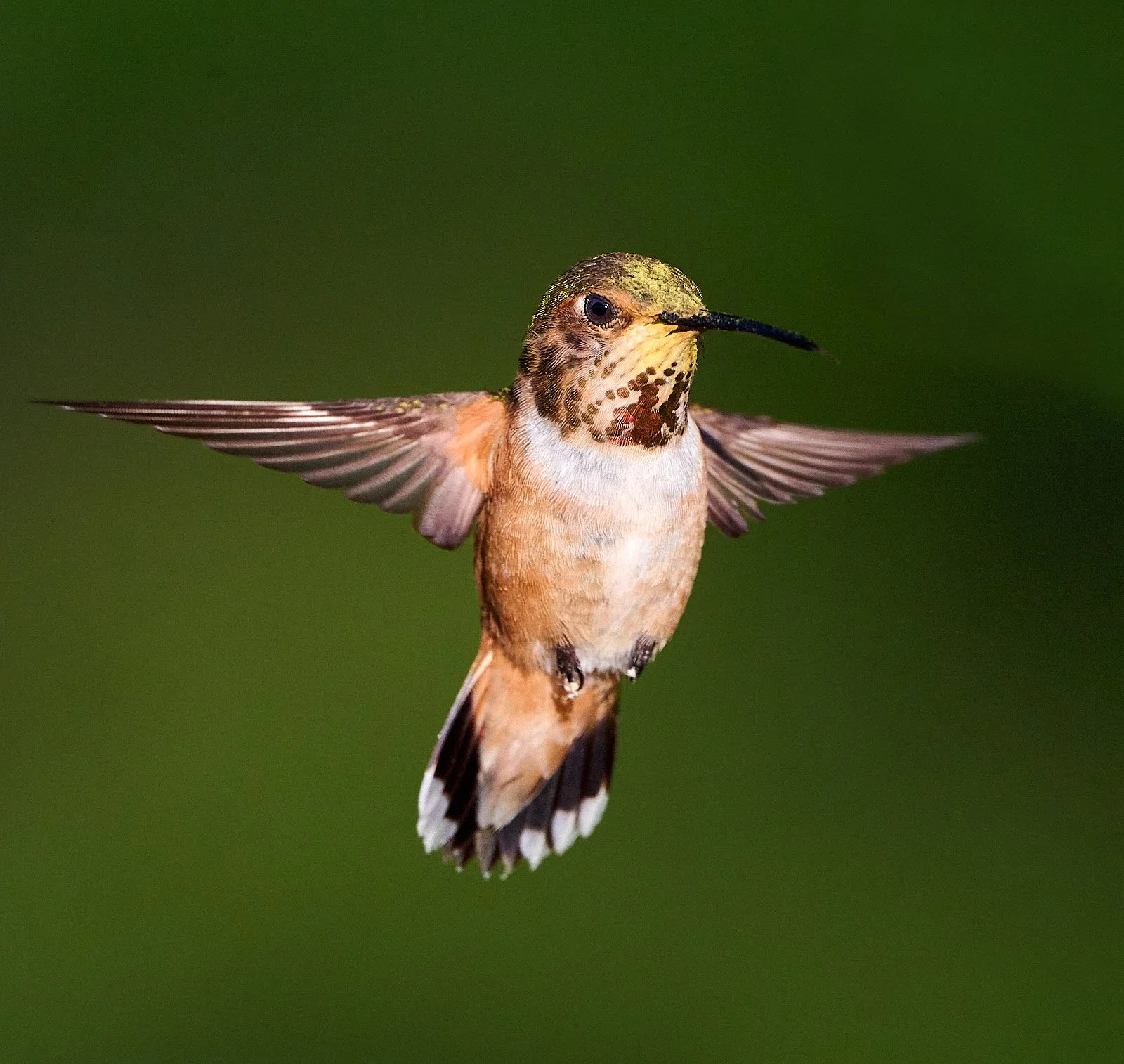 hummer GDW_5947.jpg