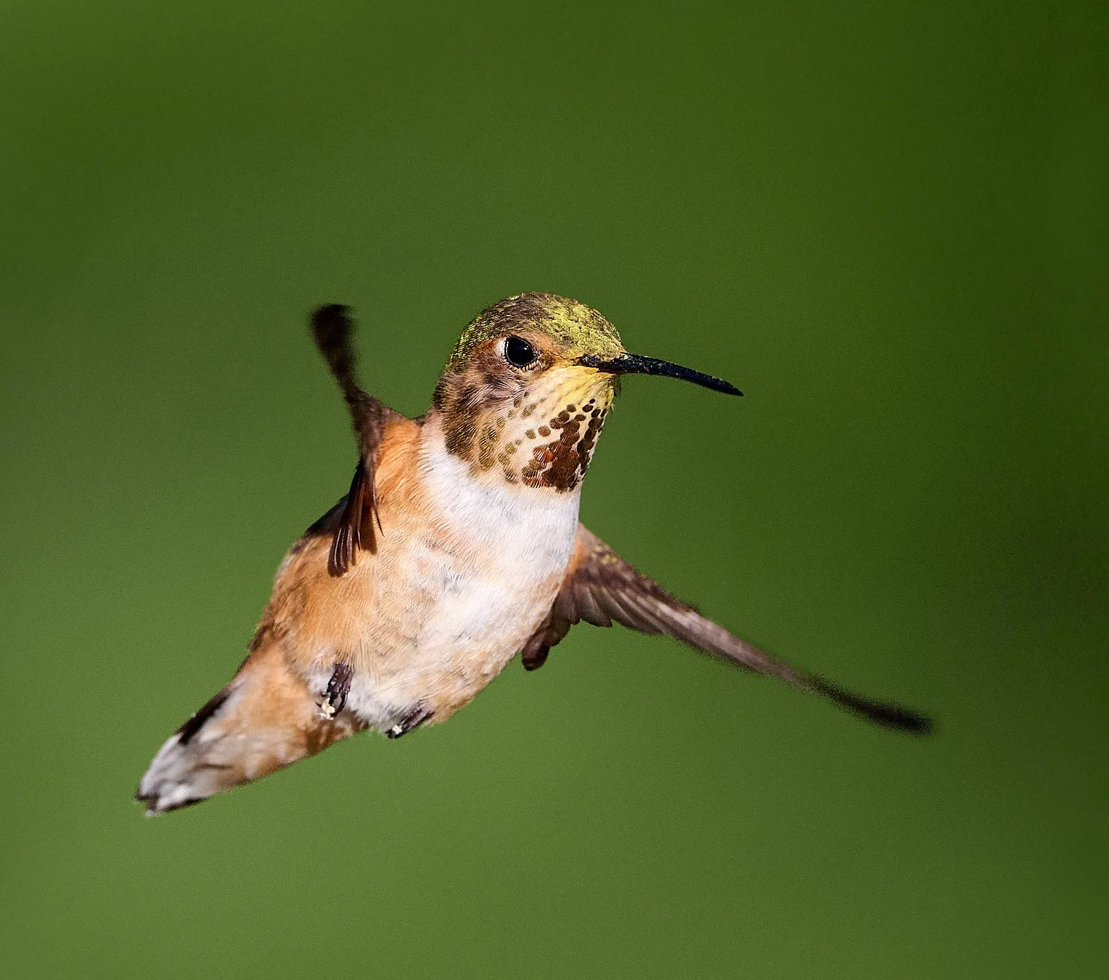 hummer GDW_5955.jpg
